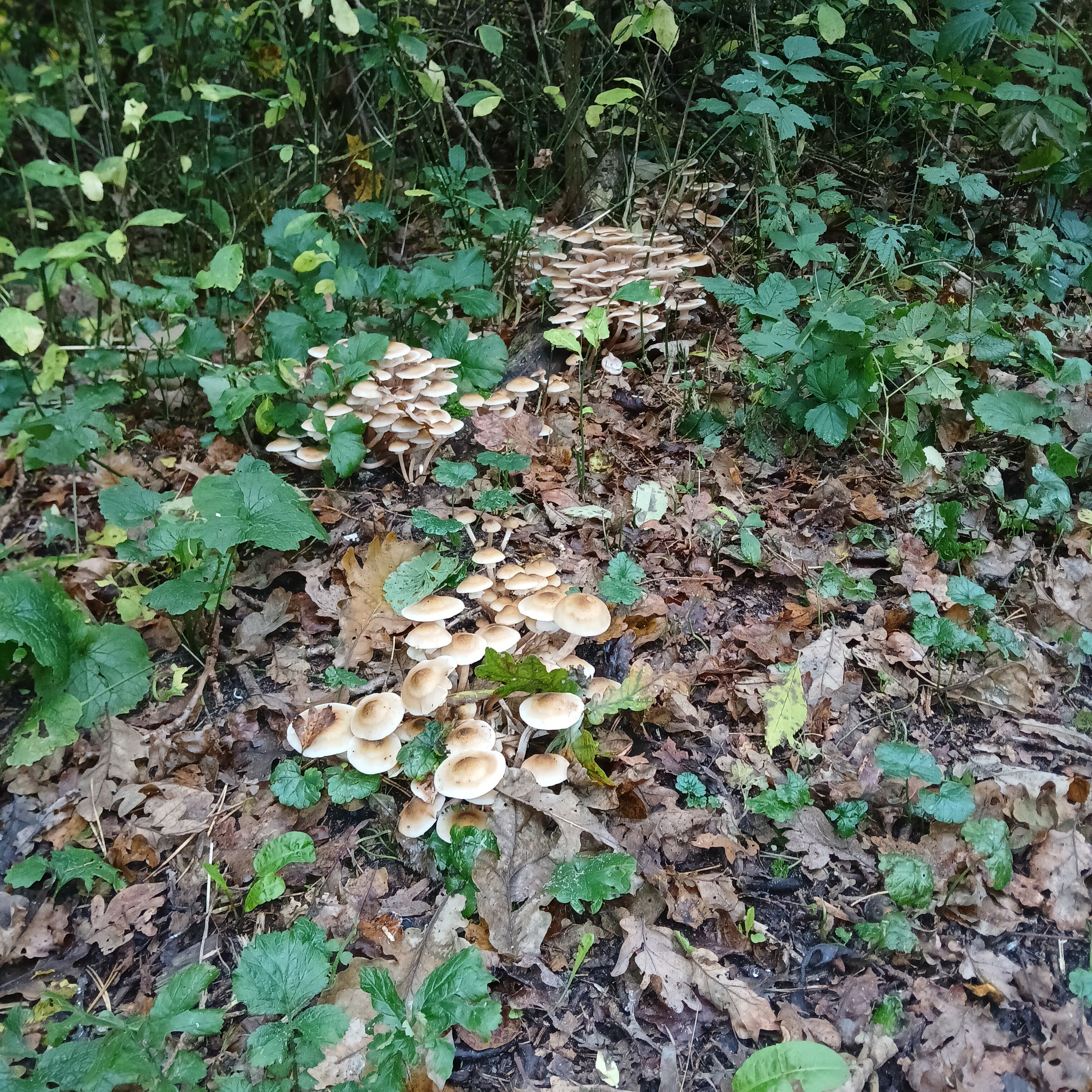Captivating Autumn Scenes from My Recent Hikes