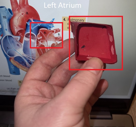 When Your Professor Requests a Heart Model and You're Ready to Impress