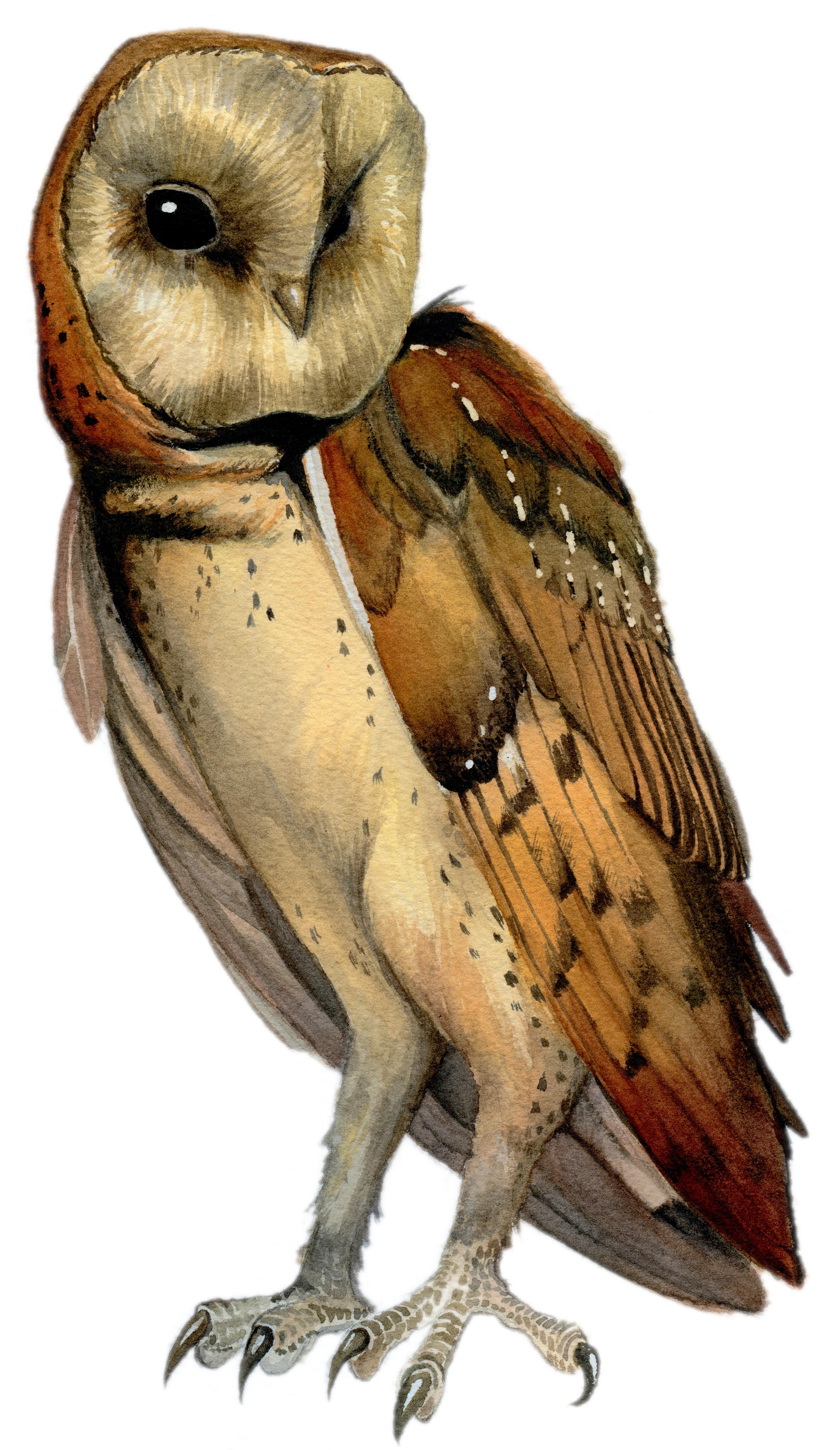 The majestic barn owl