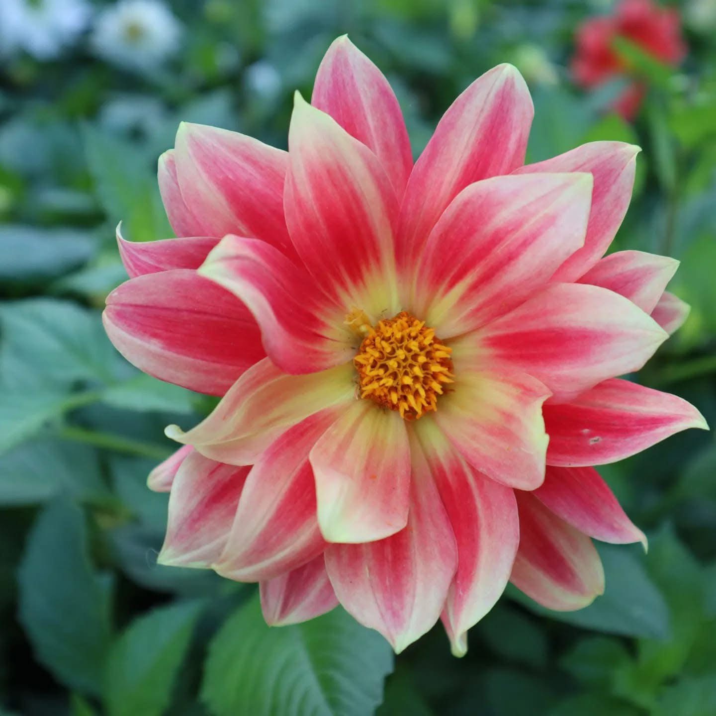 Blooming Beauty: A Stunning Flower