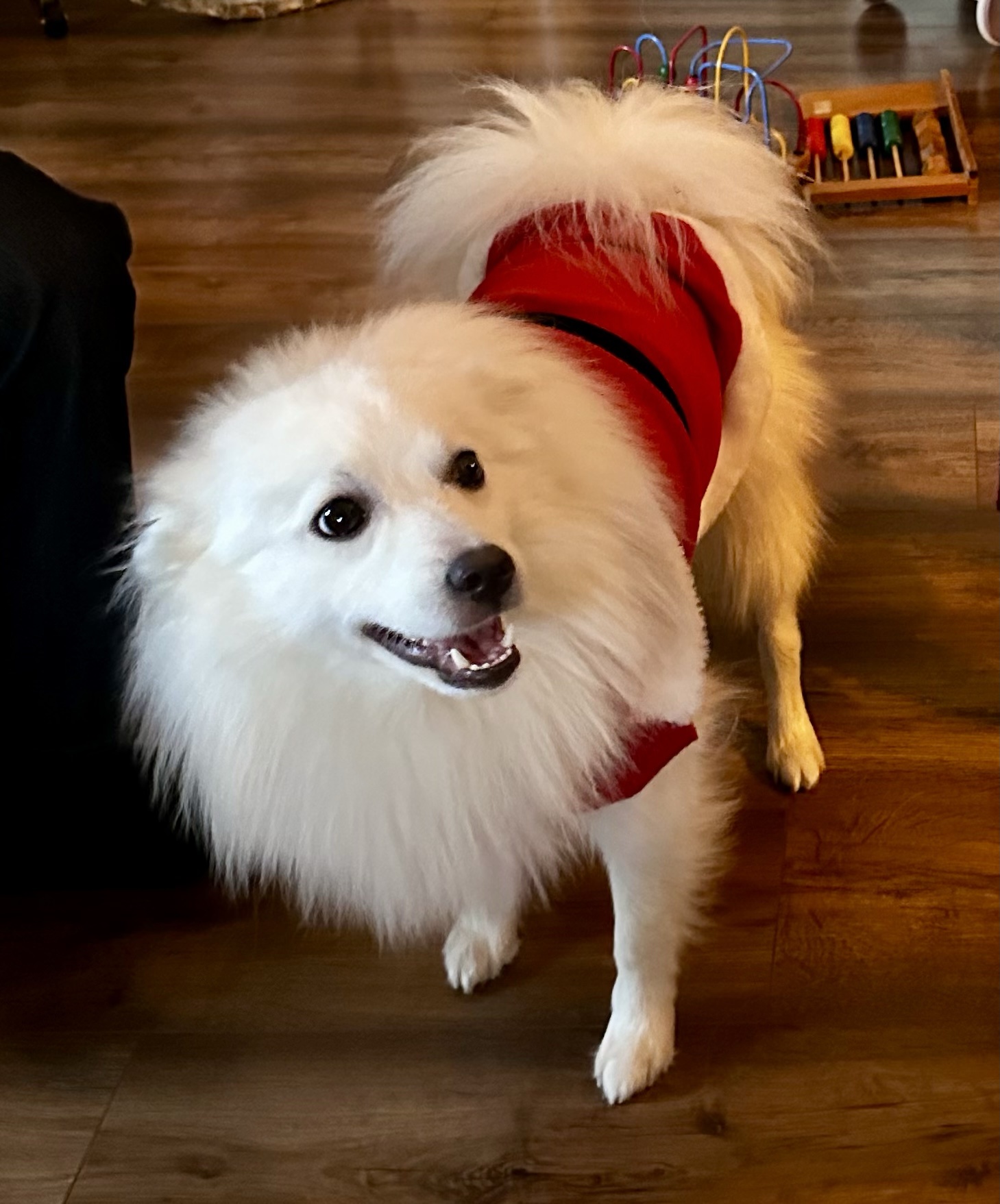 Wishing You a Joyous Christmas Celebration!