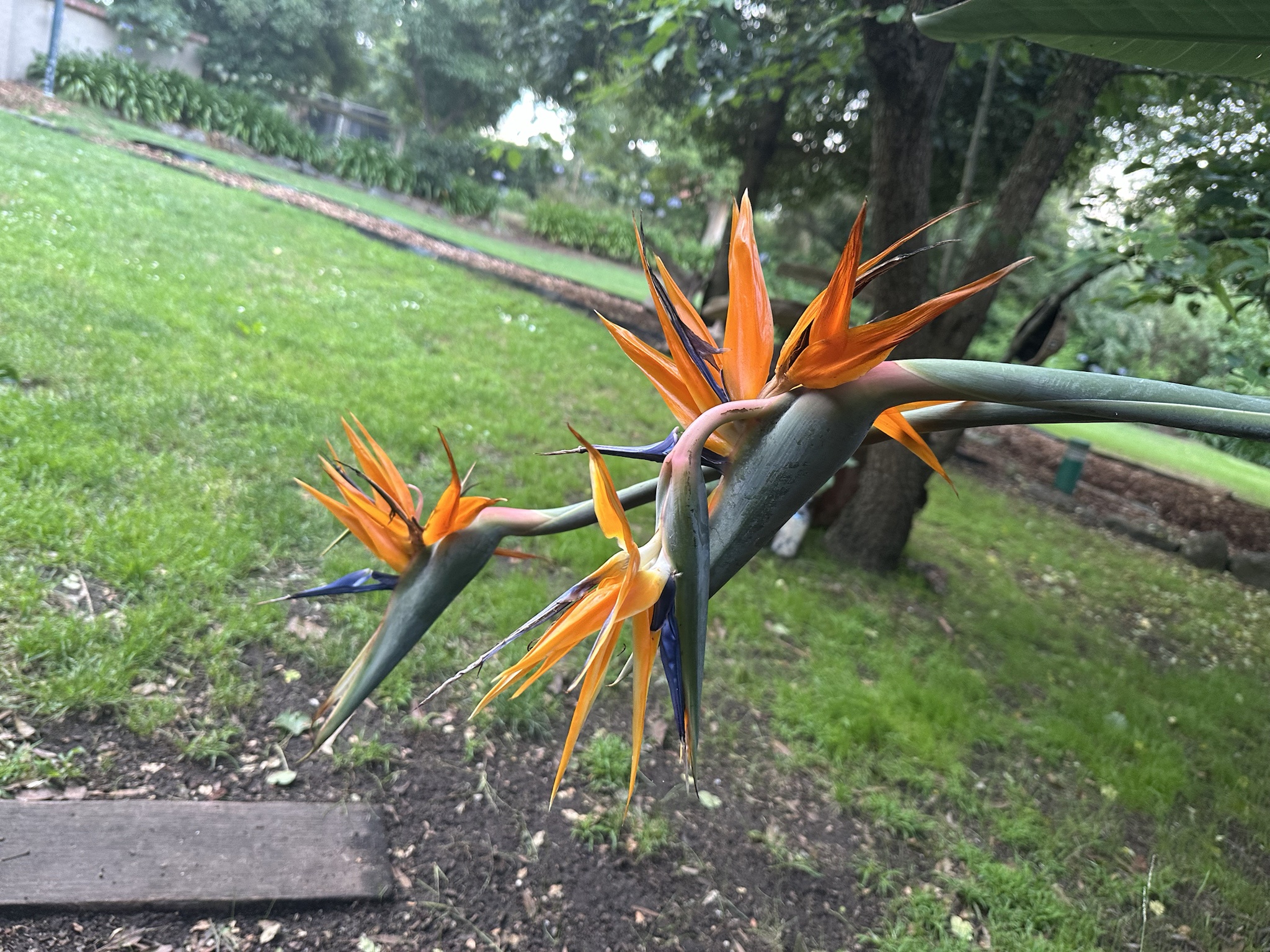 Double the beauty: this birds of paradise flower has two blooms from one stem
