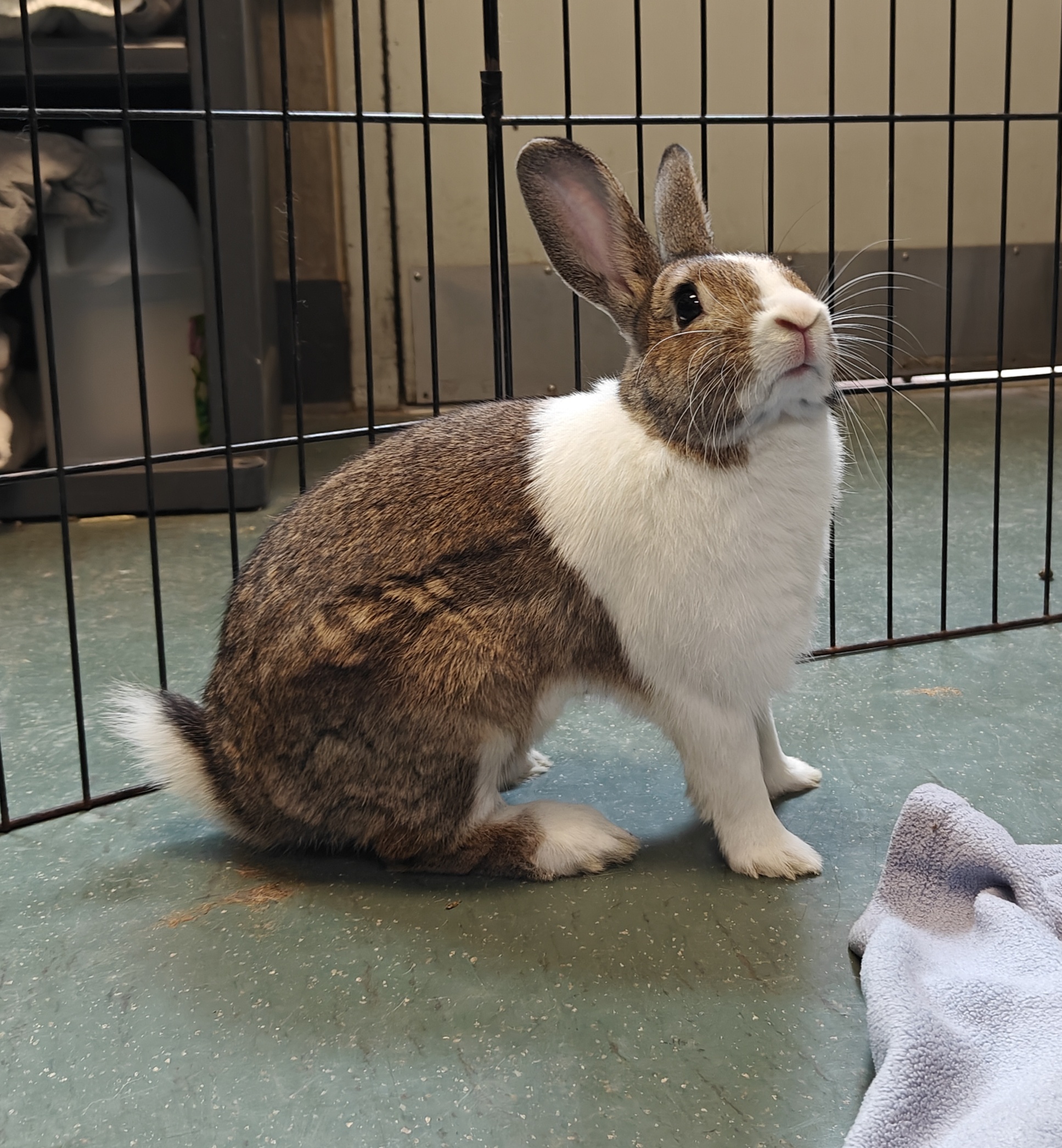 Meet Our Adorable Rabbits and Guinea Pigs at the Shelter This Week!