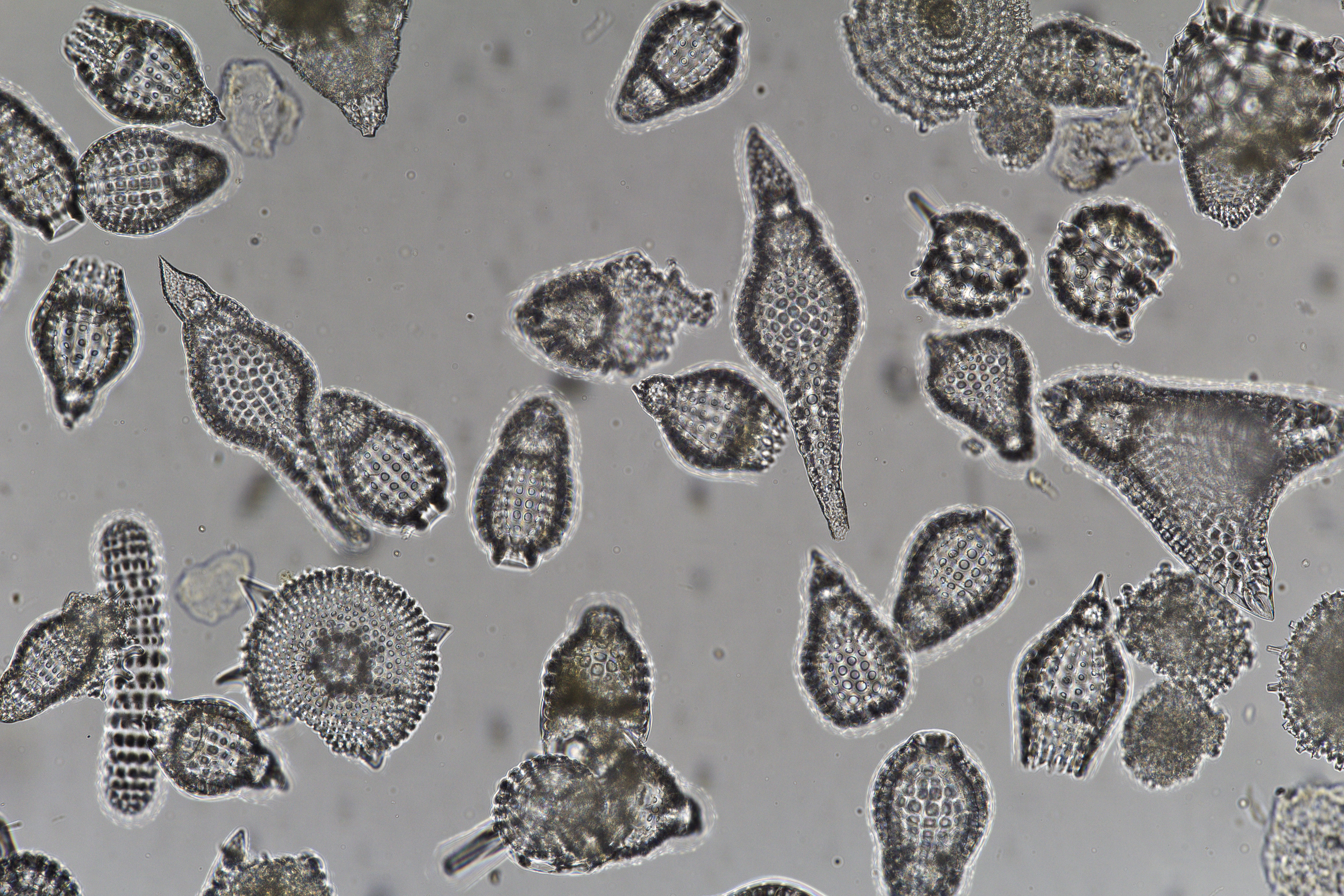 Exploring the fascinating Fossil Radiolarians from Barbados chalk deposits