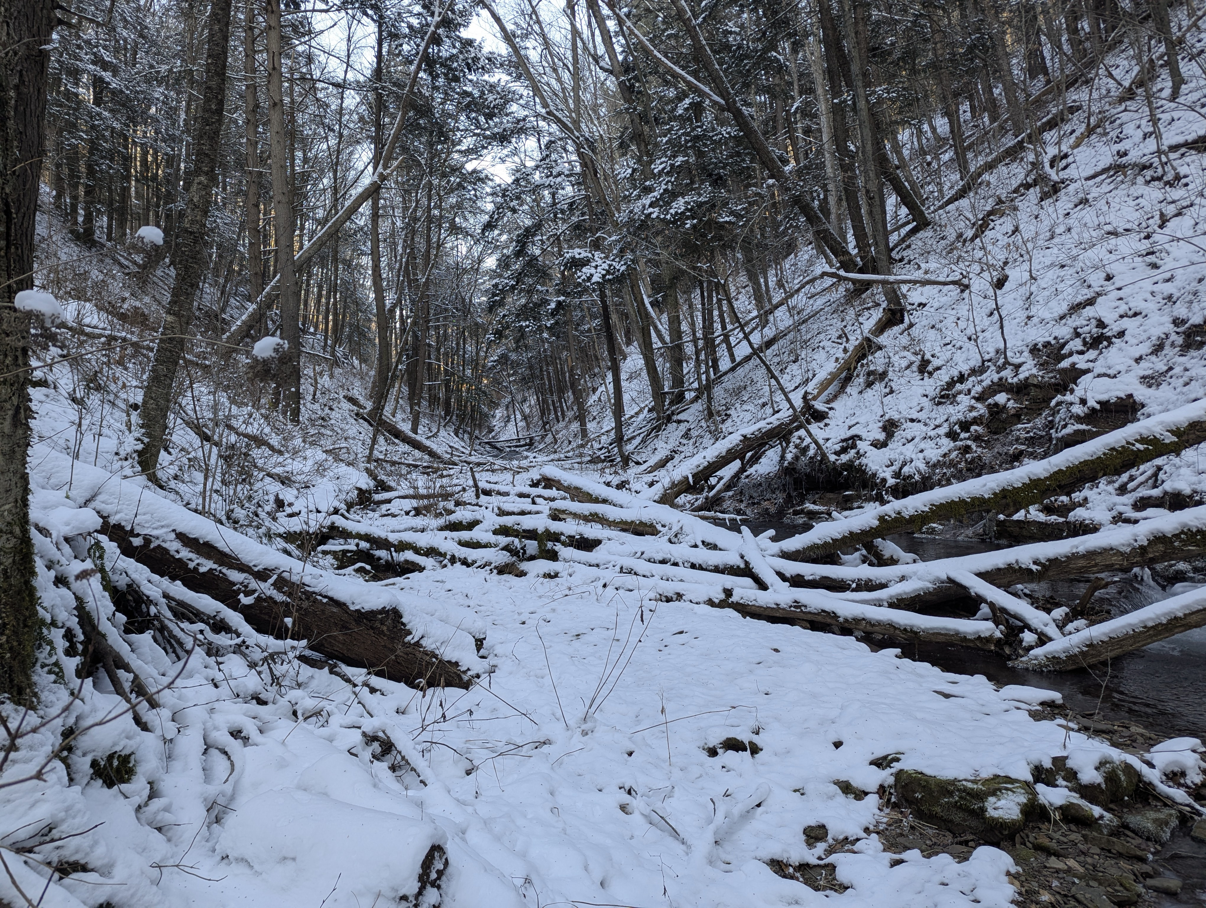 Exploring Pine Creek Gorge, PA: Connecting Half Dome and the Black Forest Trail