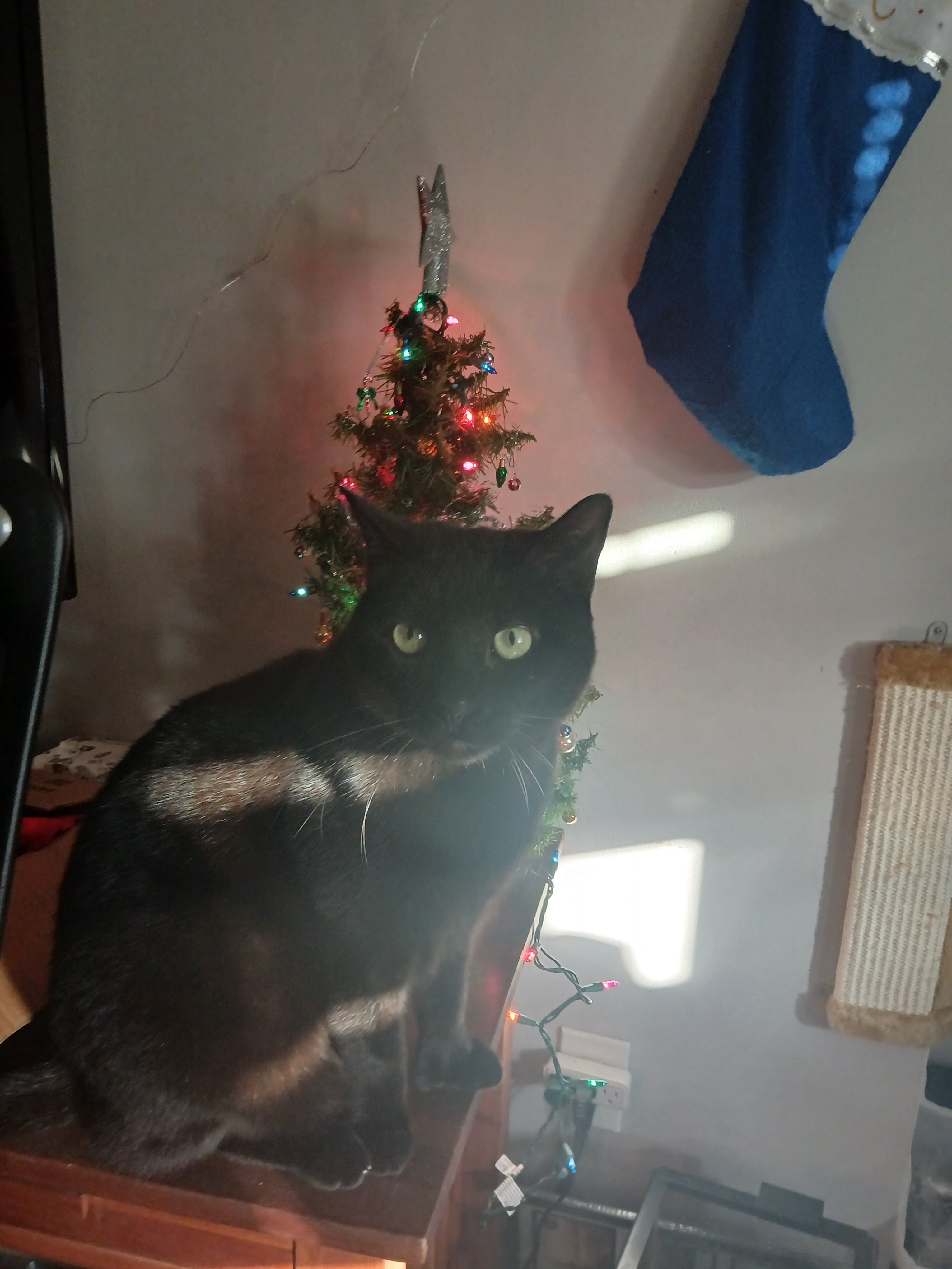 Meet the Festive Christmas Monkey!