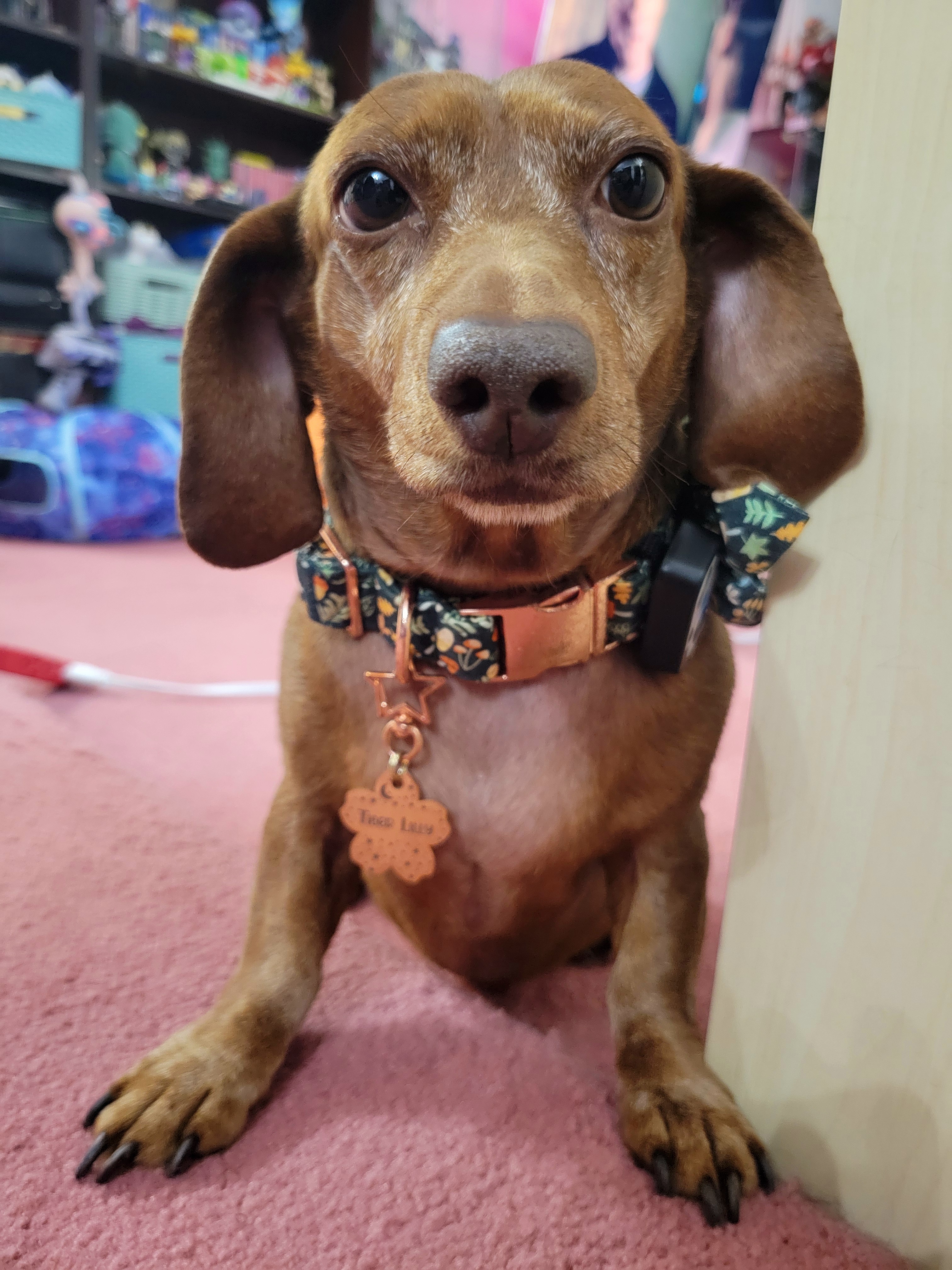 Meet My Adorable Pup, Tiger Lilly #696!