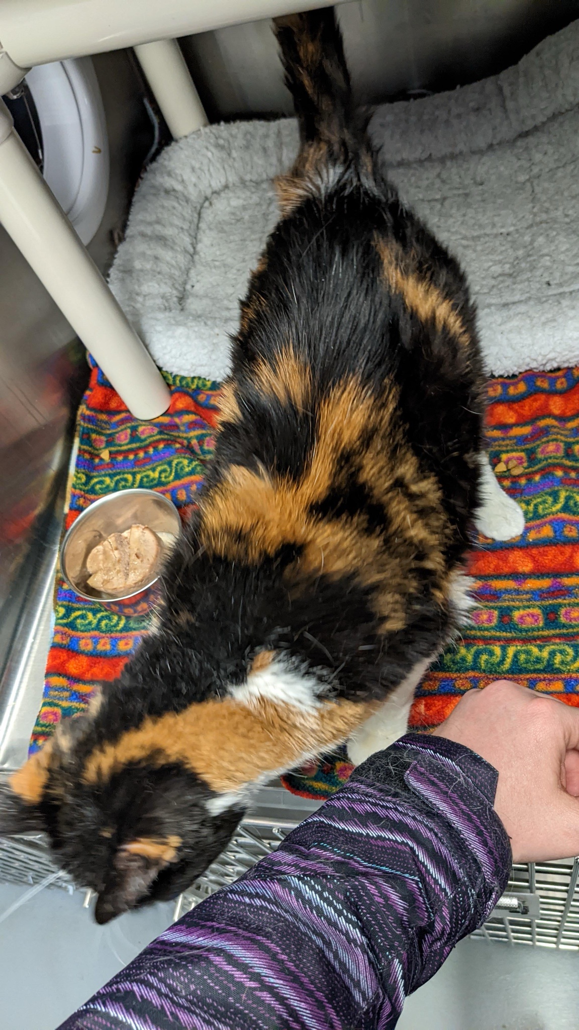 Celebrating my cake day and my cat's adoption day!