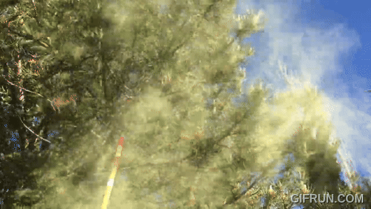 Pine Trees, Unite and Attack!