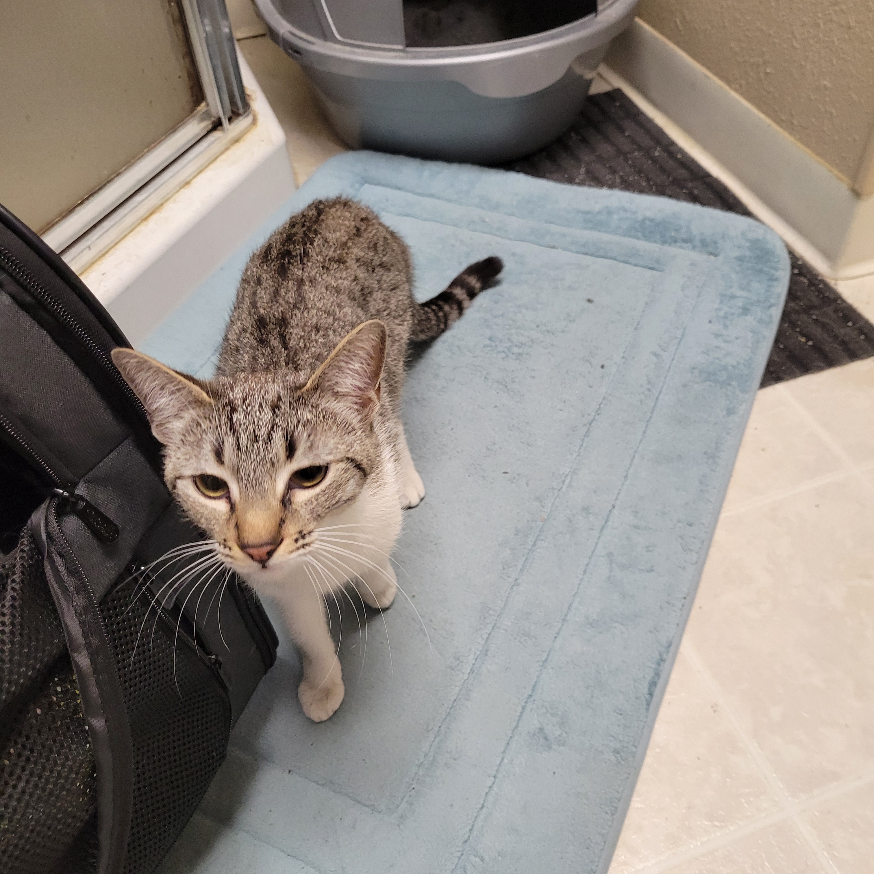 Meet the Newest Member of the Cat Pack!