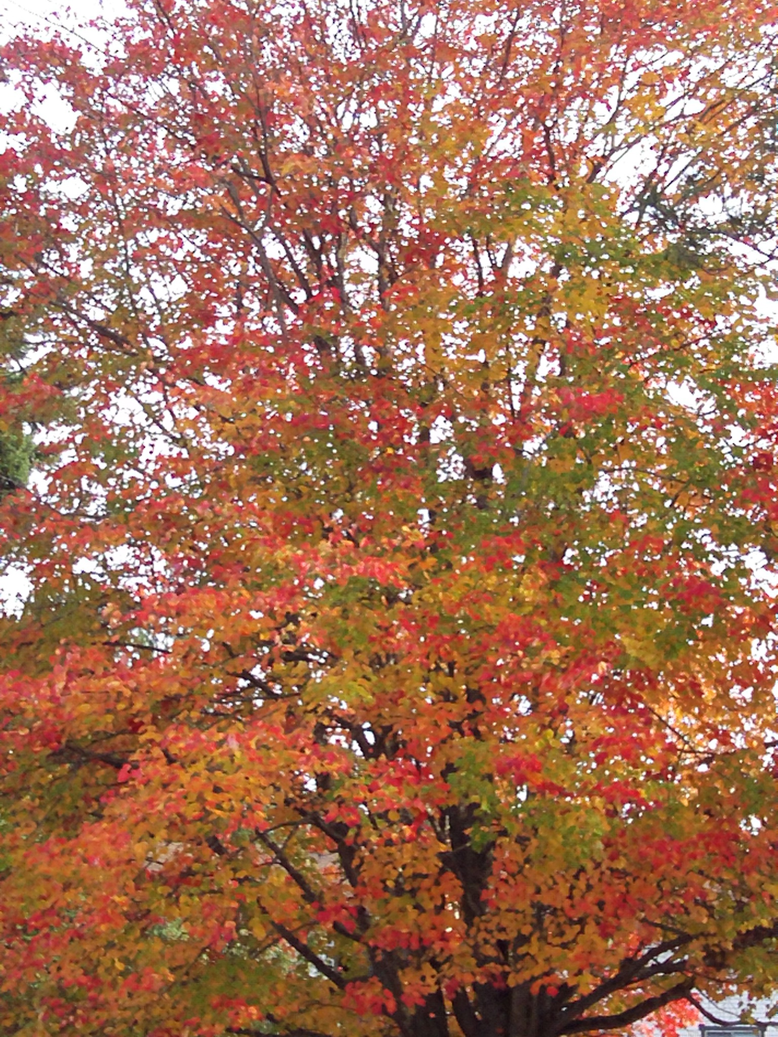Autumn Leaves Fall Around the Neighborhood