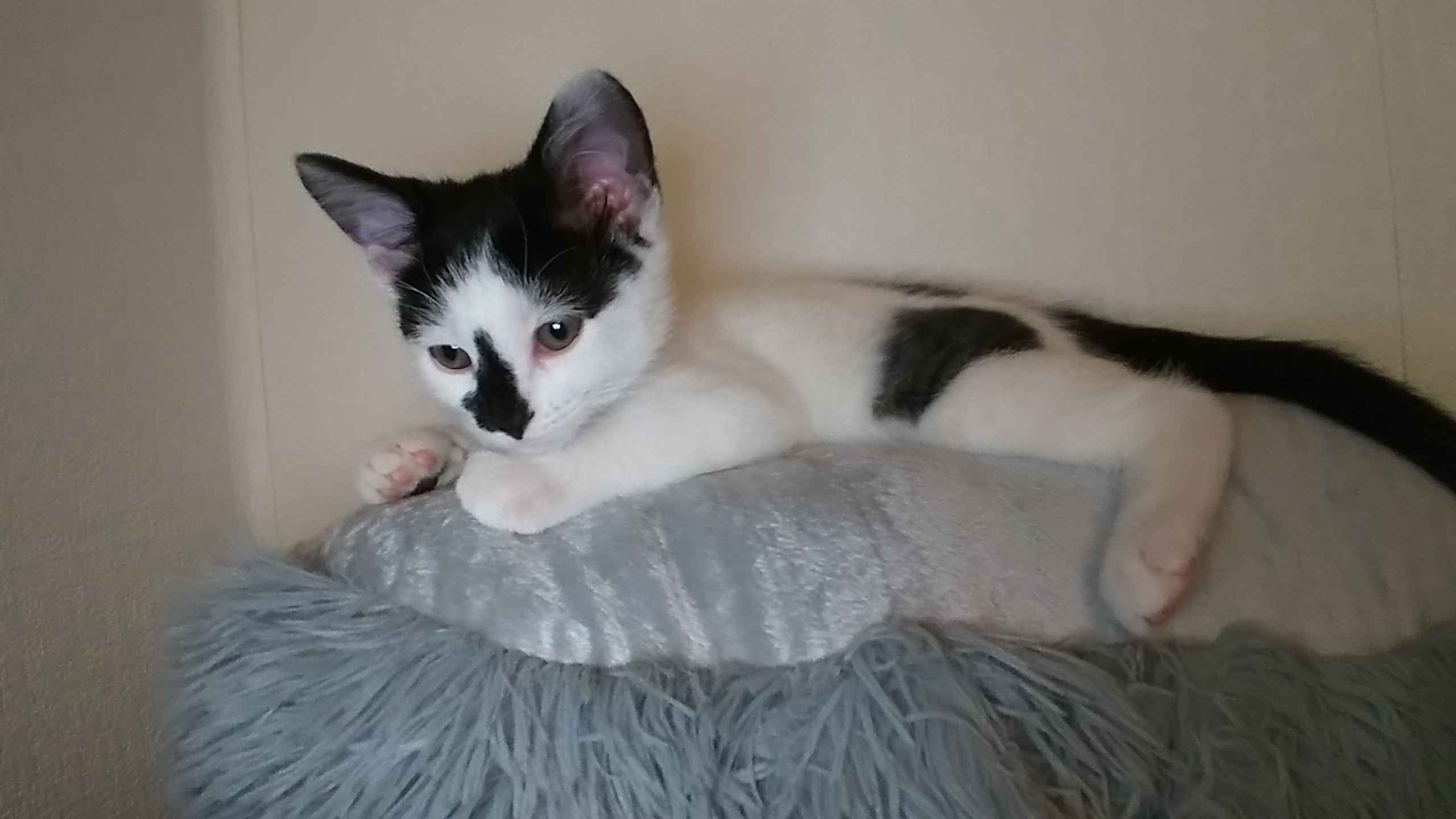 Meet Bub, aka Valentine: A Big Boy with a Kitten's Heart