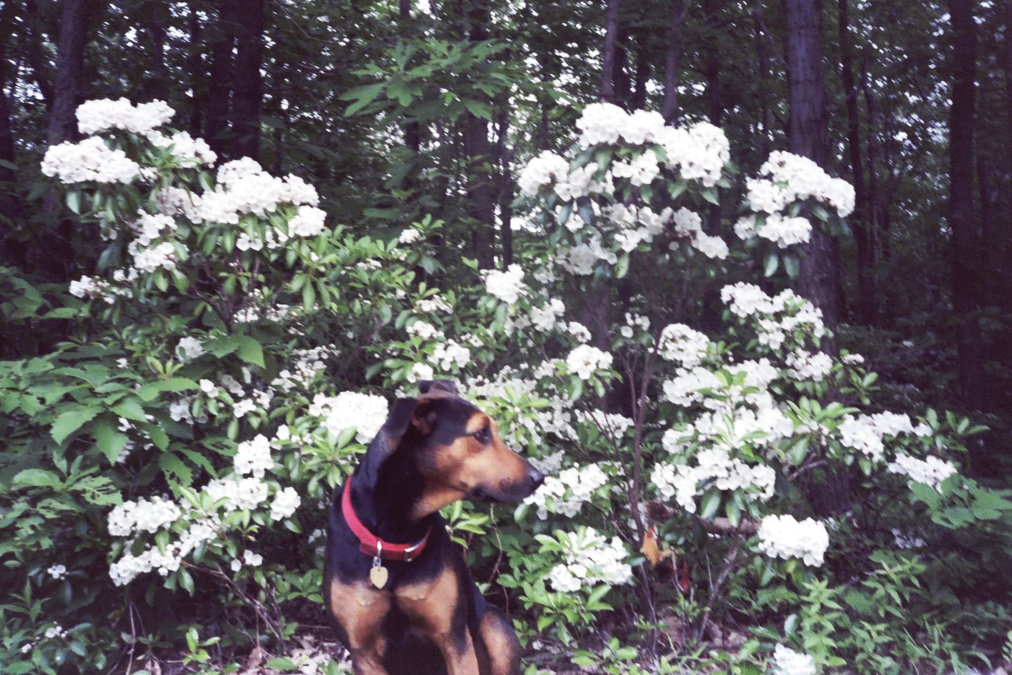 Wander Through the Mountain Laurel, Chinquapin, and Sassafras