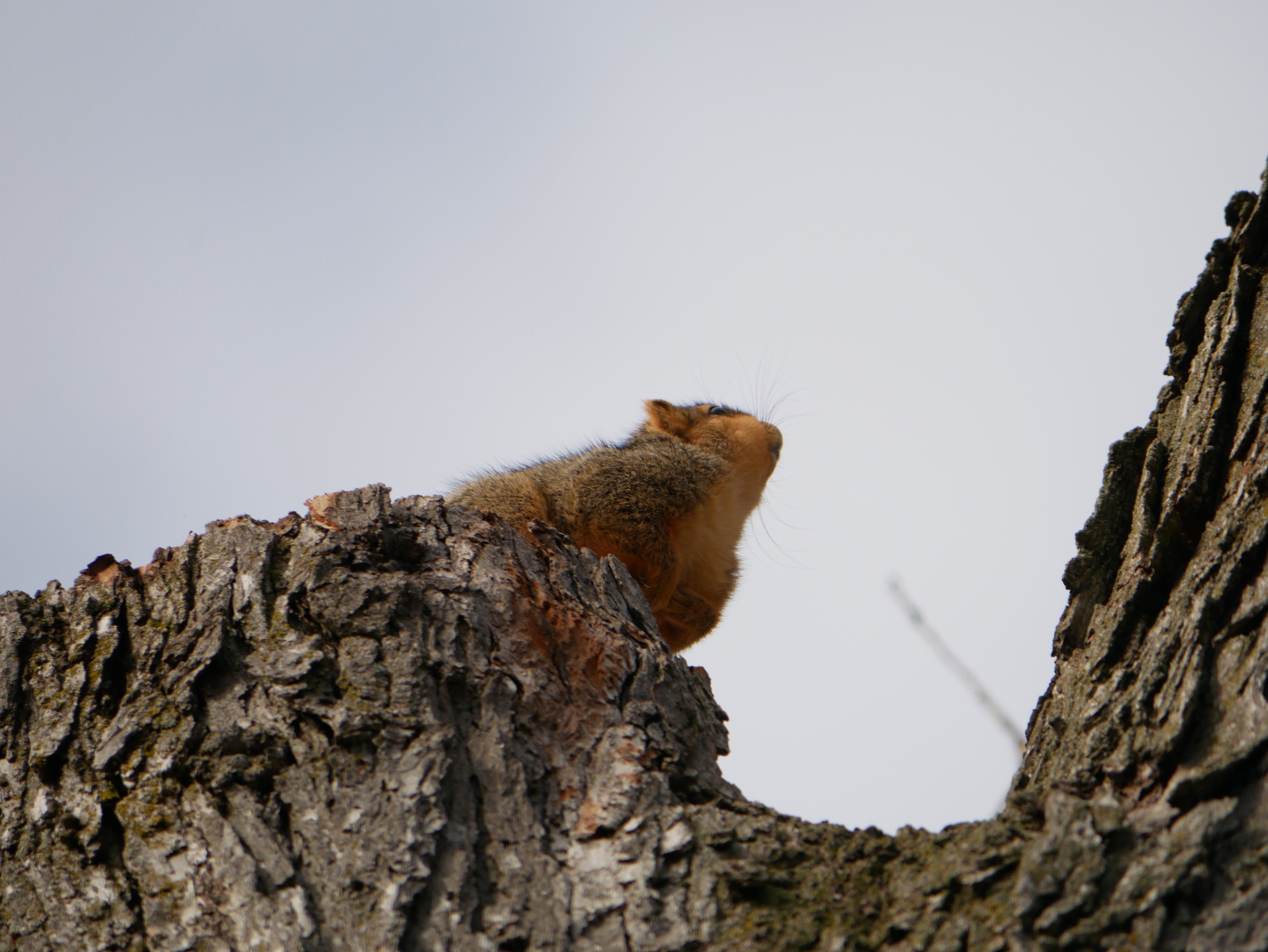 Squirrel in Deep Thought: What Happened to My Tree?