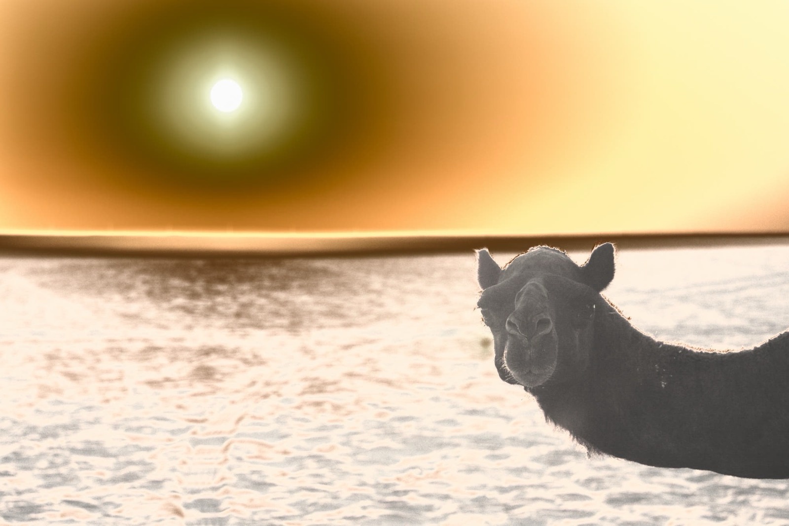 It's a Cold Wave, My Friend Camel