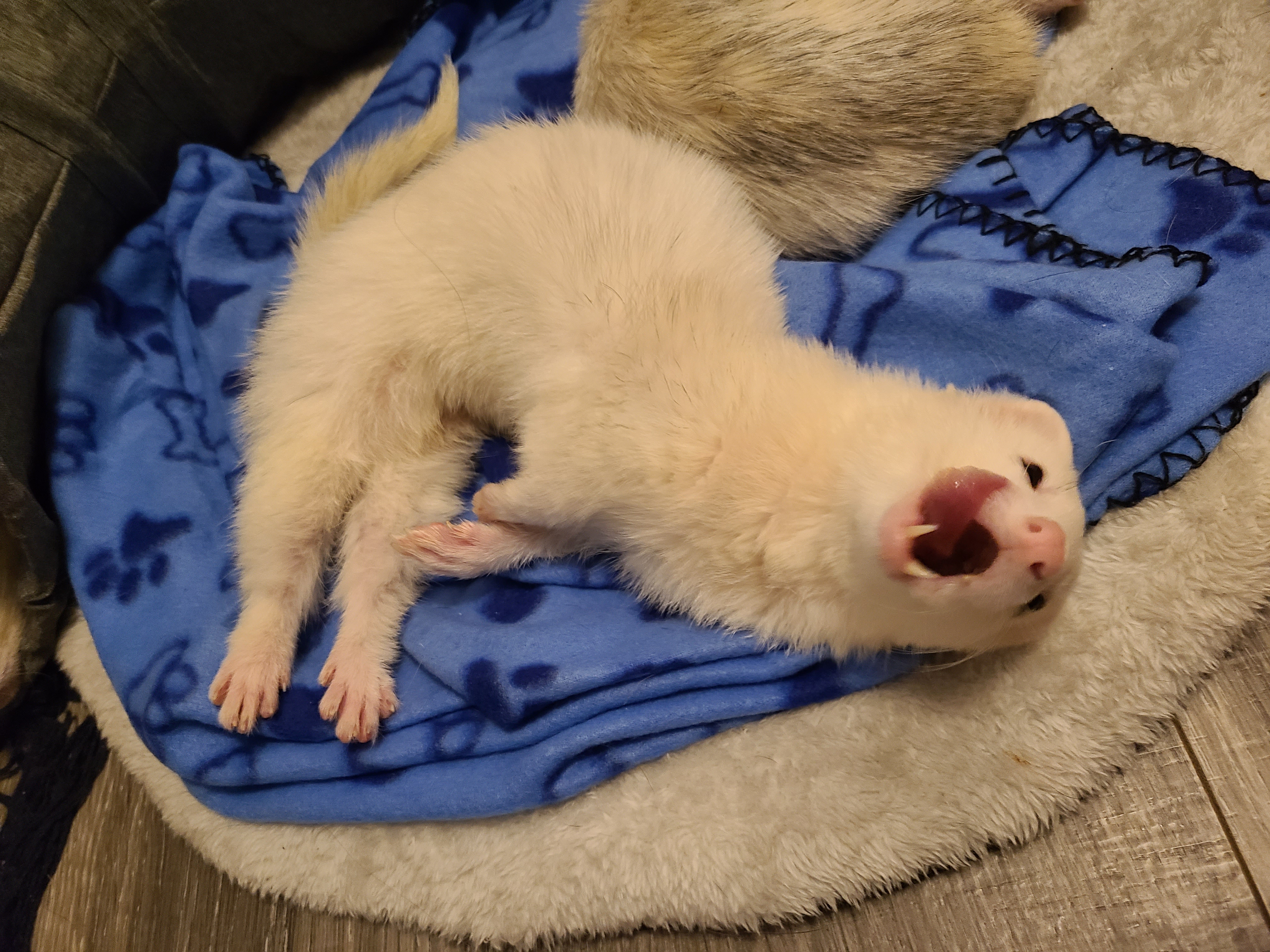 The Universal Language of Yawning