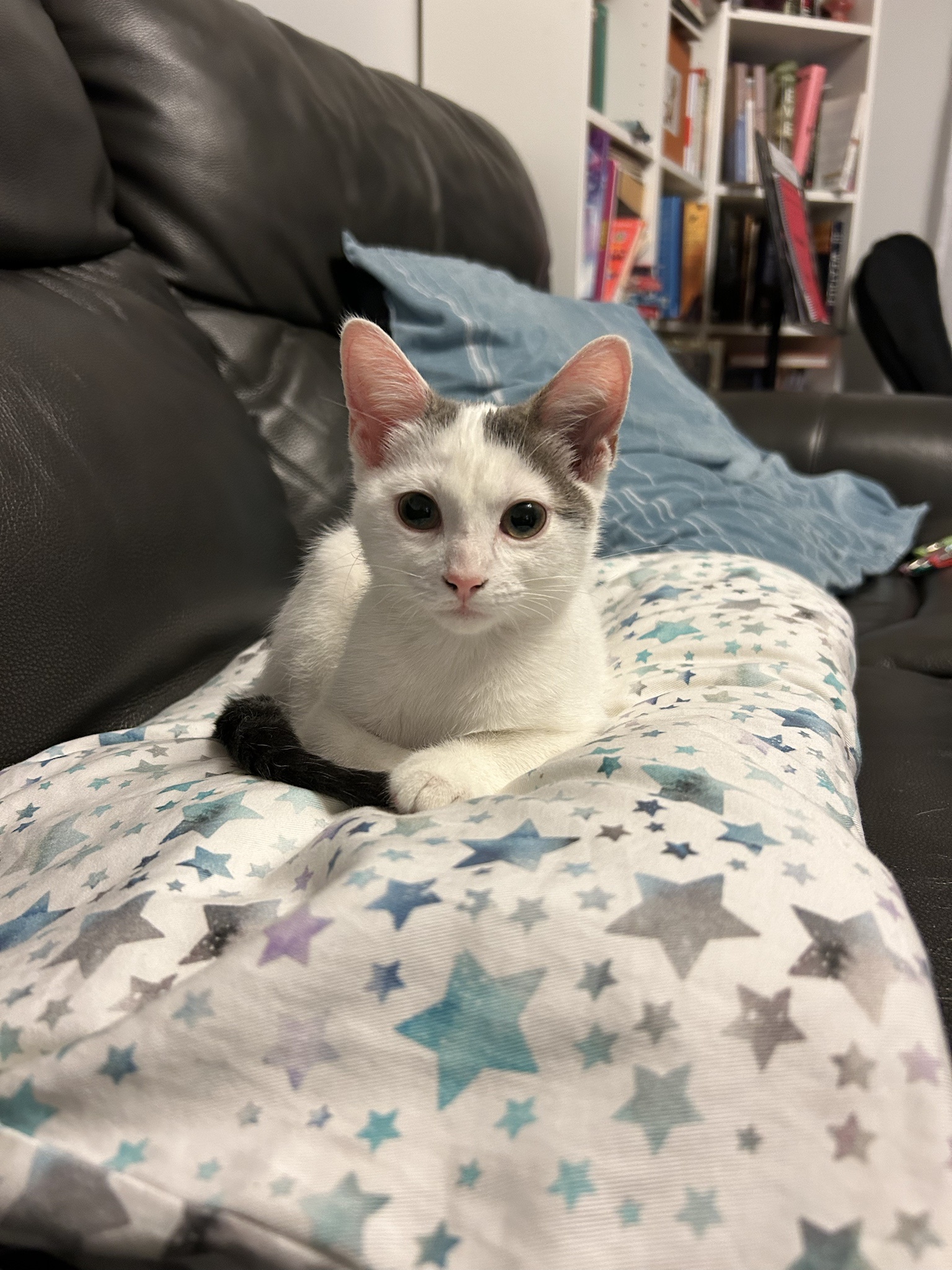 Meet Our Adorable New Kitties: The Latest Additions to Our Family!