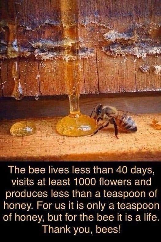 The Fascinating World of Honey Bees: 7 Species and 44 Subspecies Explained