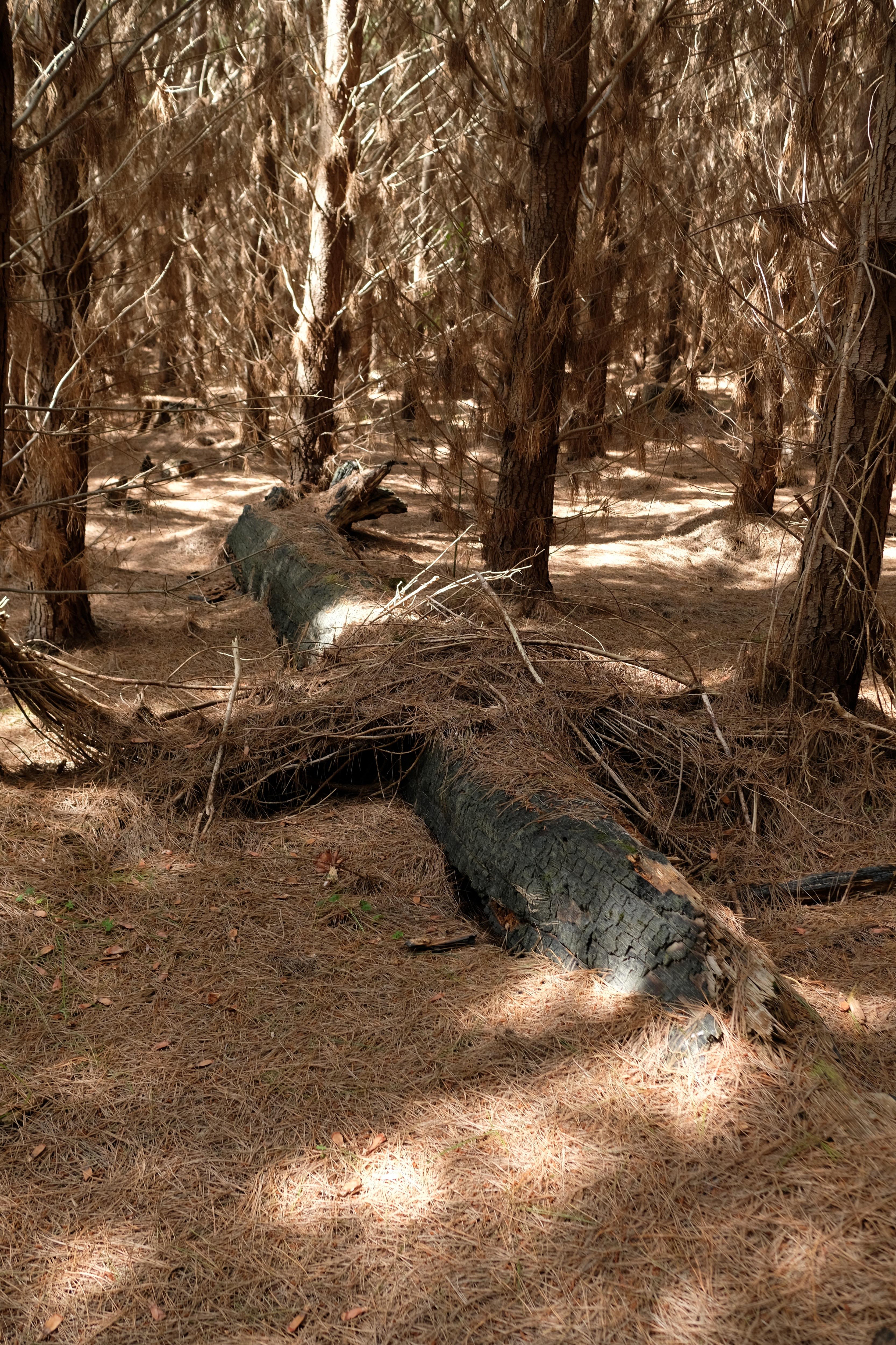 Exploring the Enigmatic Forrest Dwellings