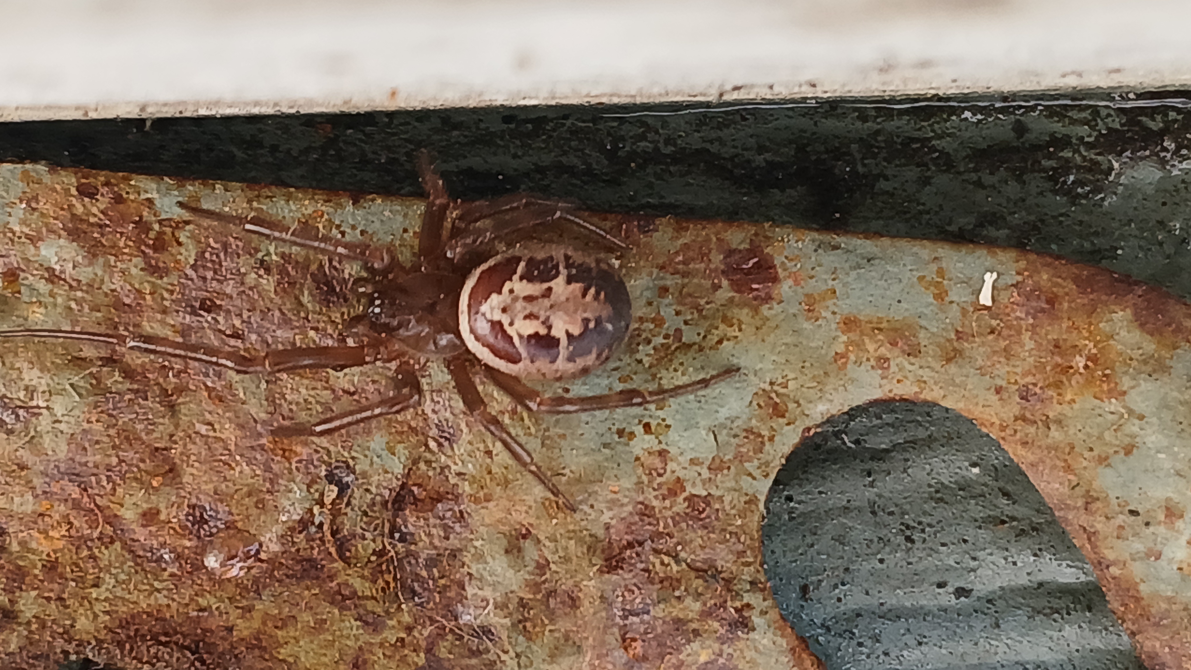 Meet My Spider Buddy: The Fascinating Steatodo Nobilis