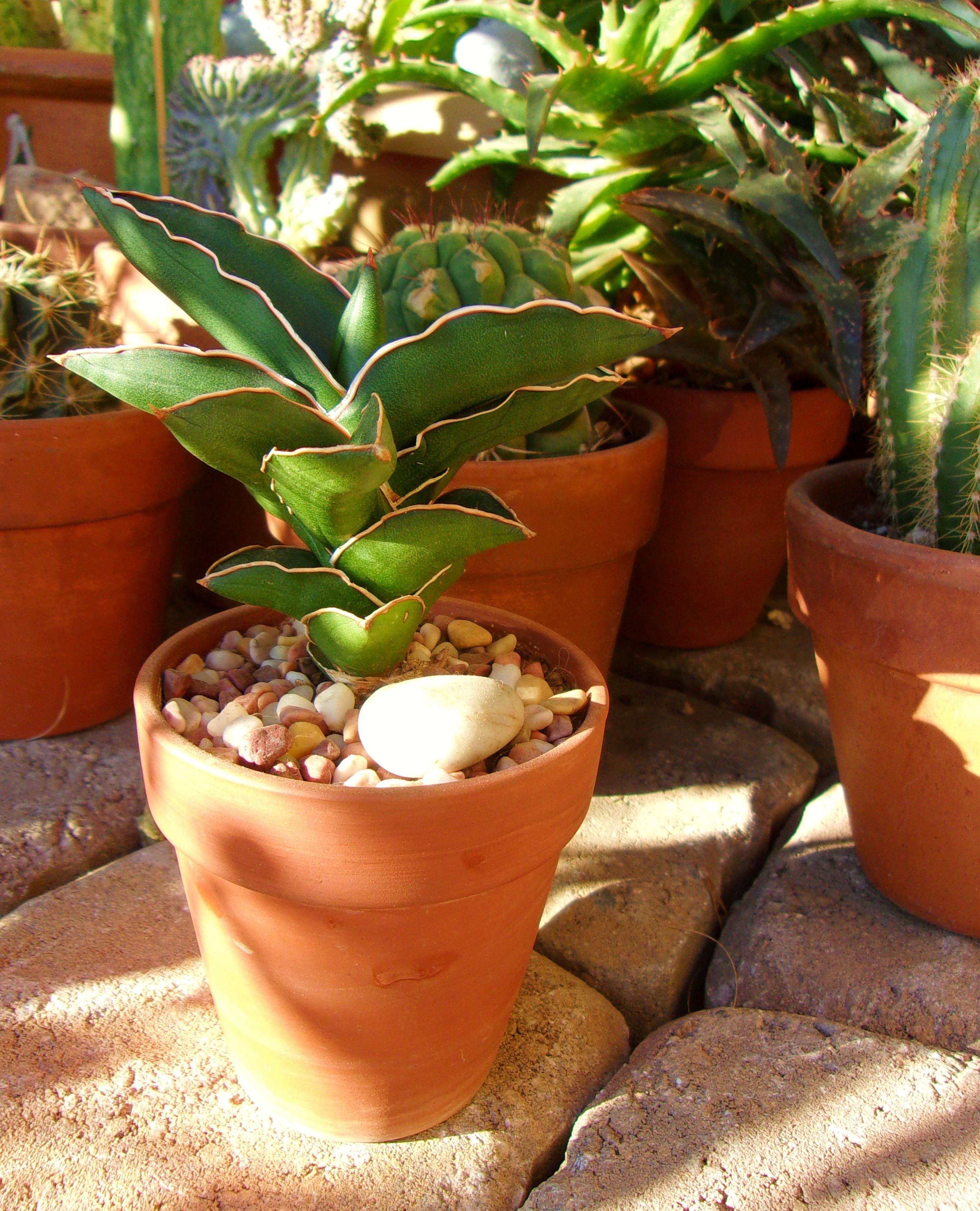 The Beauty of Succulents and Cacti