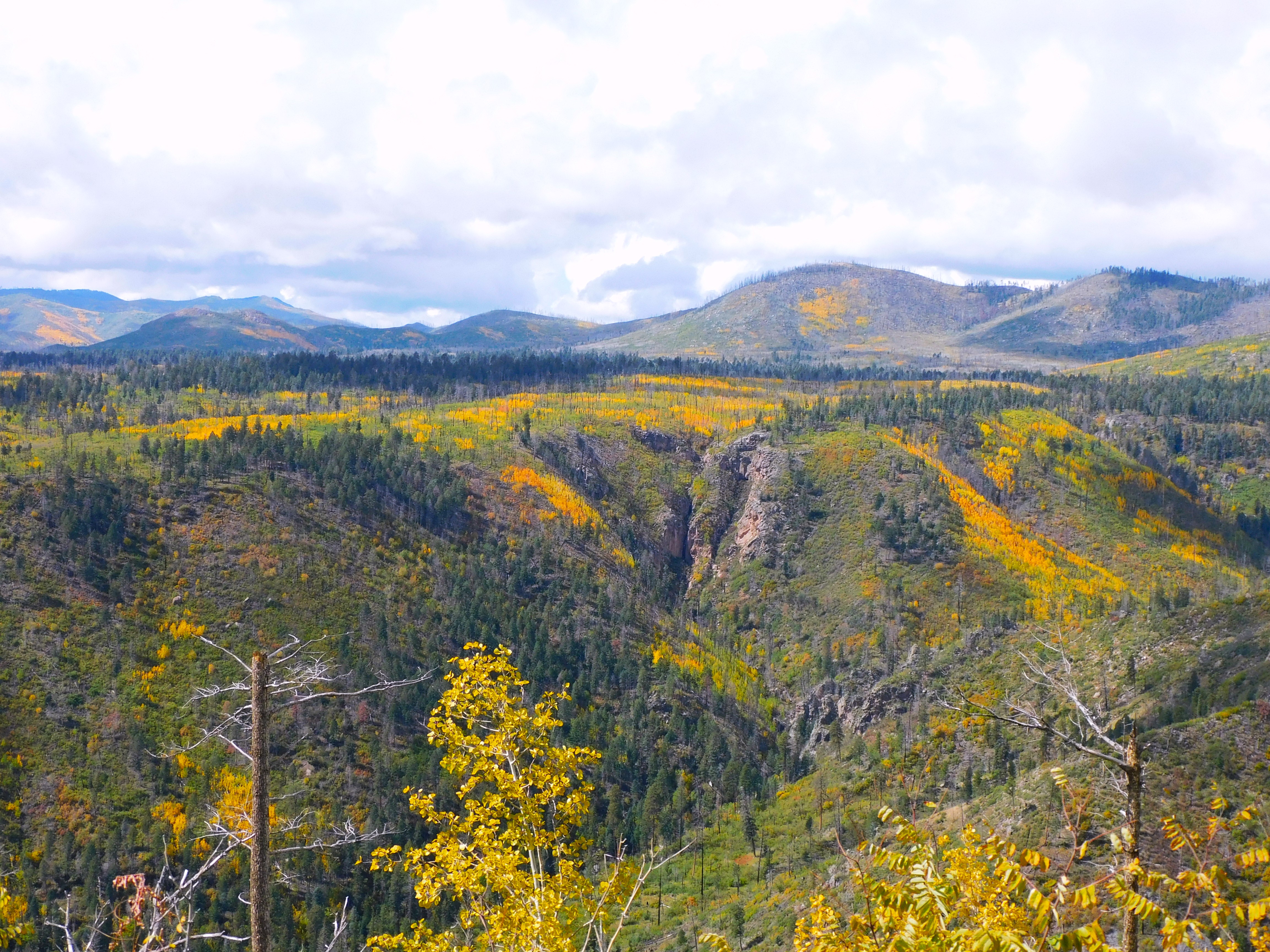 The stunning Las Conchas Scar in the Jemez Mountains, NM
