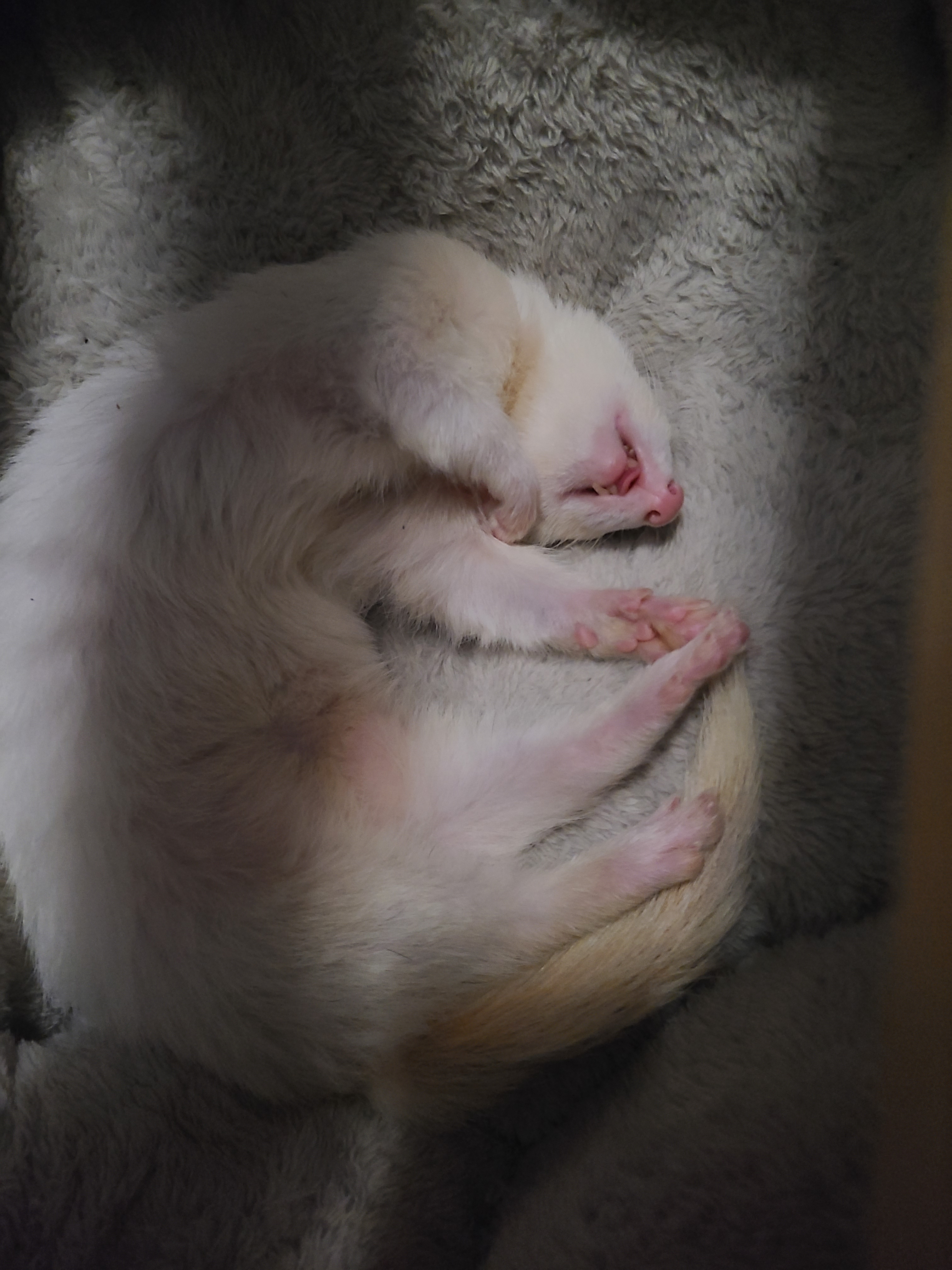 Cuteness Alert: Look Who's Under the Bed!