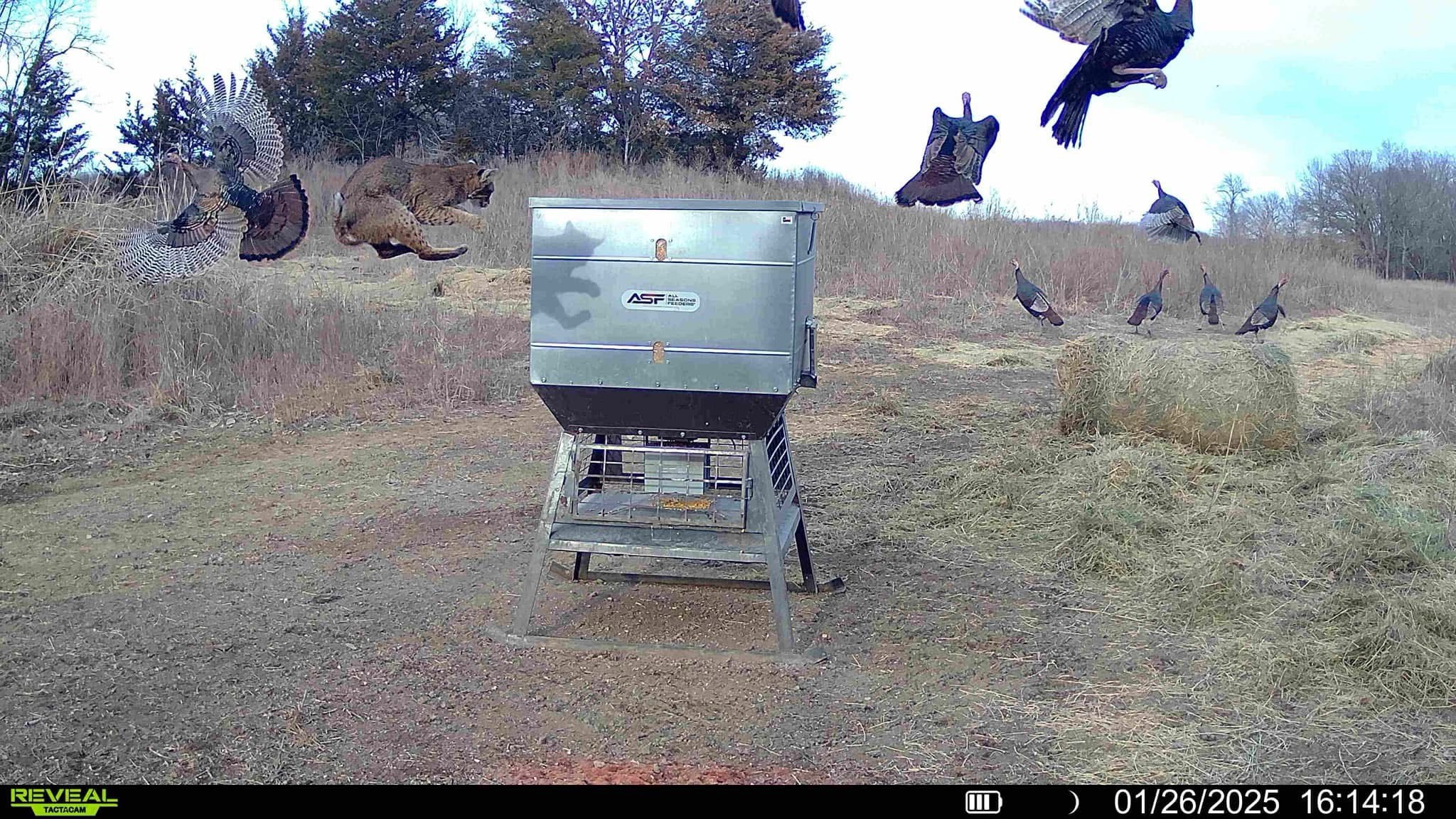 Epic Fail: Bobcat vs Turkey Showdown