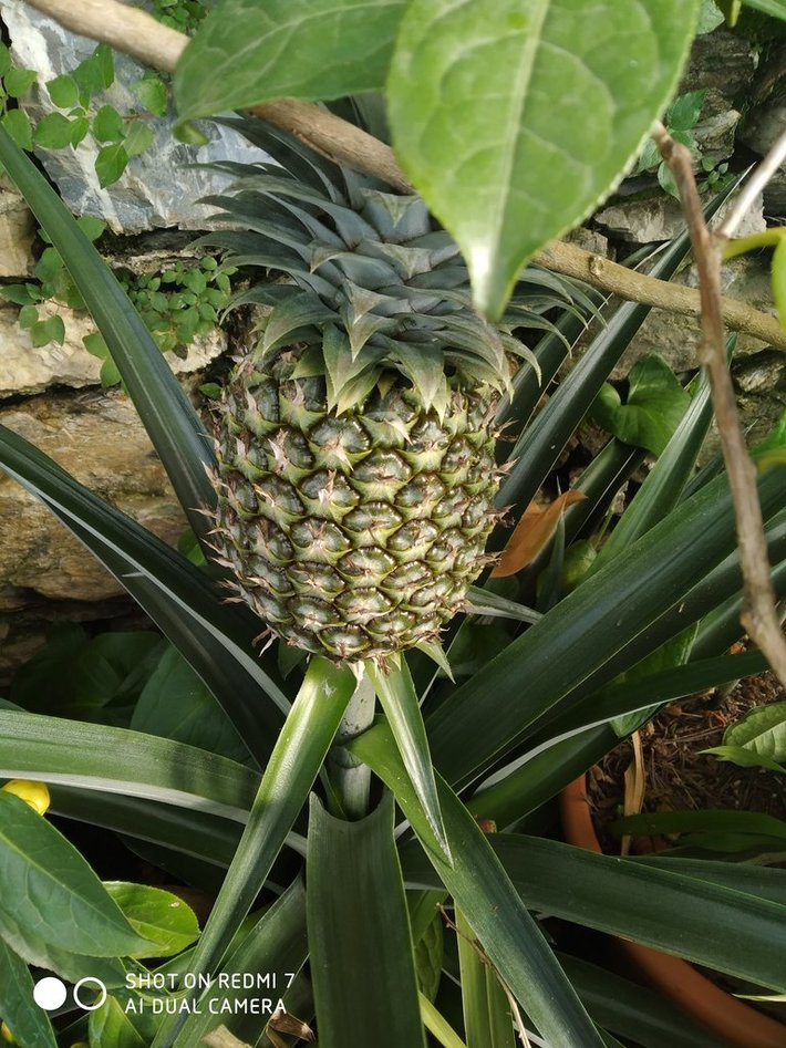 The Enigmatic Zero Kilometer Pineapple