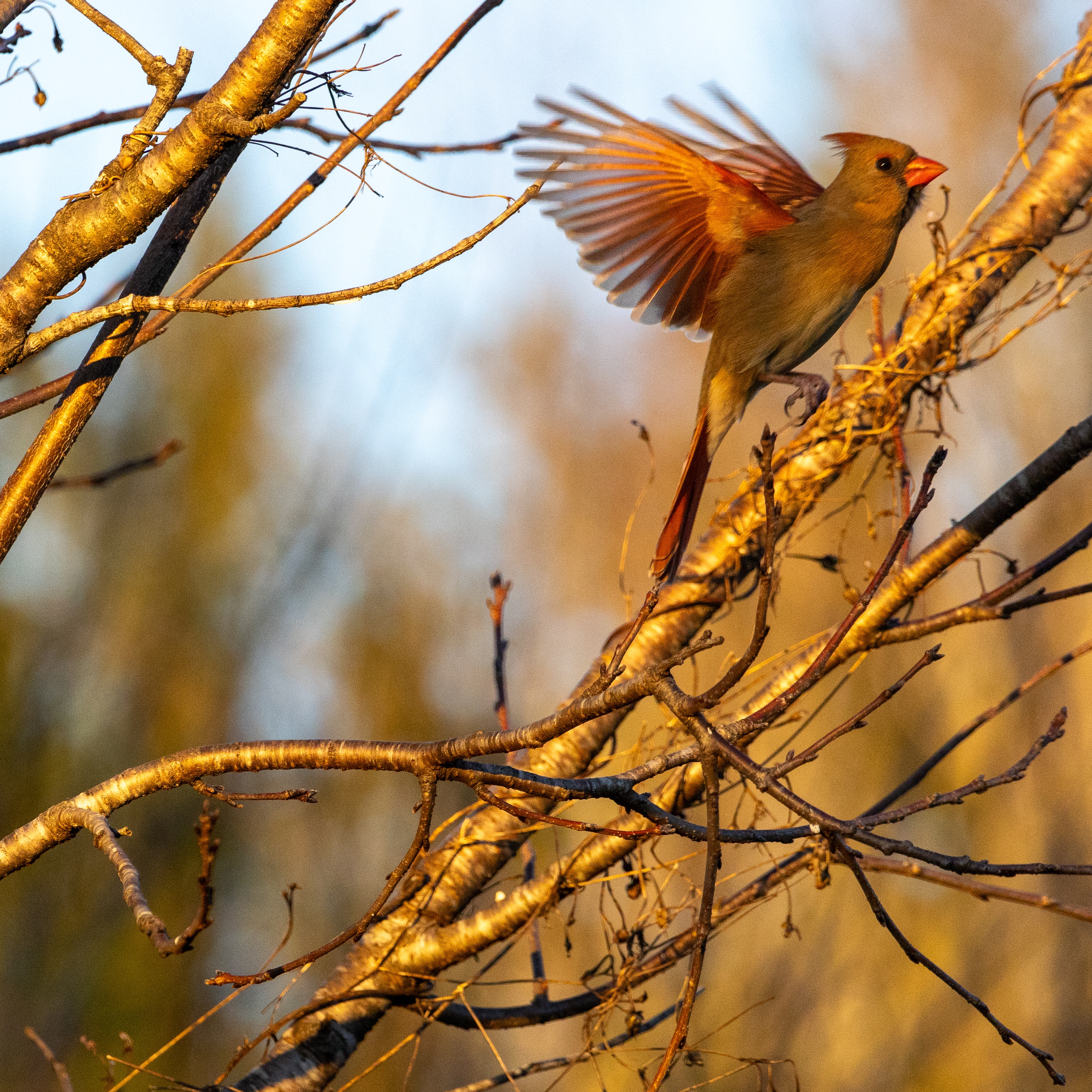 A Stunning Female Cardinal at Sunset