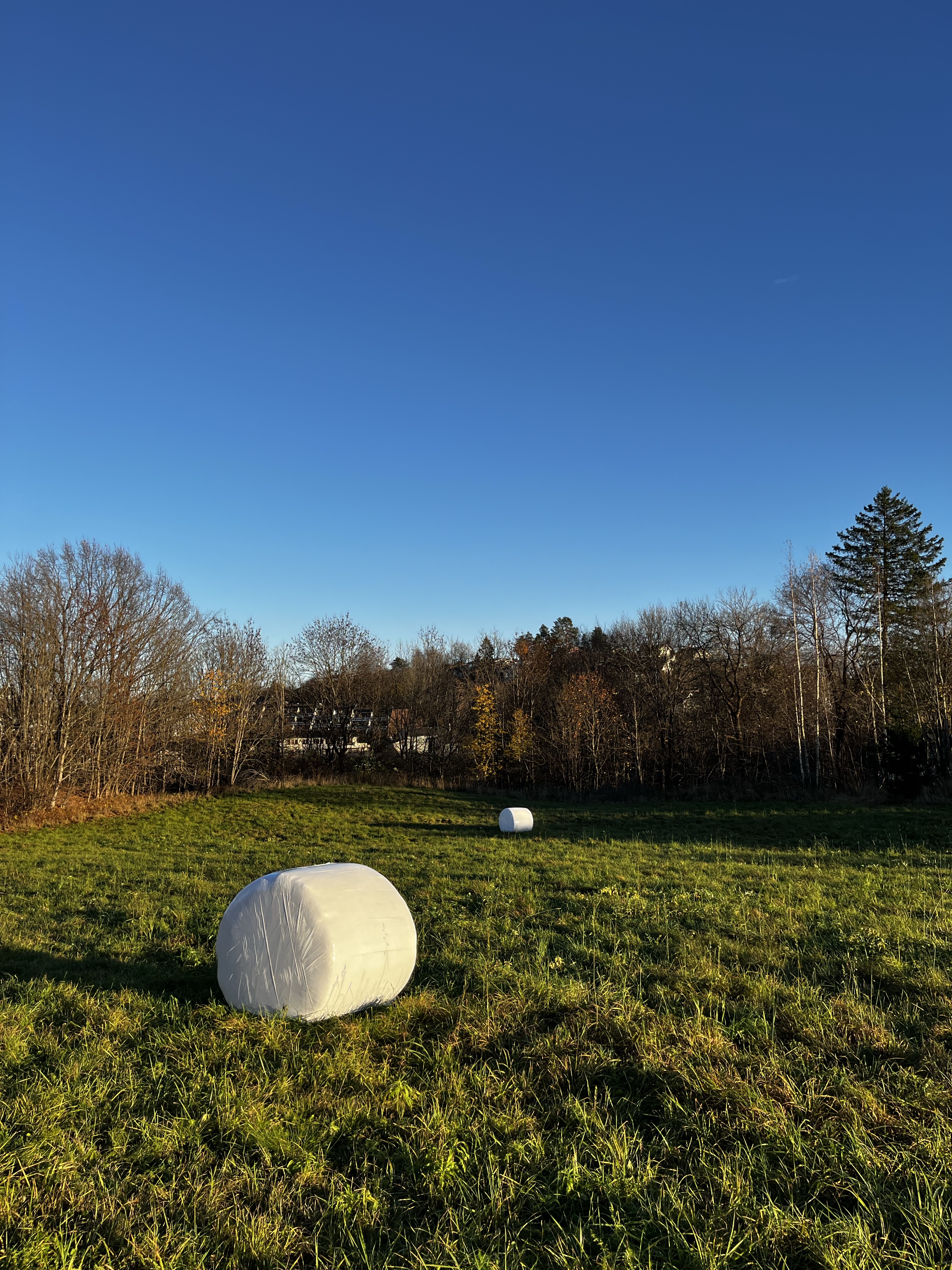 The Forbidden Marshmallow: A Sweet Temptation