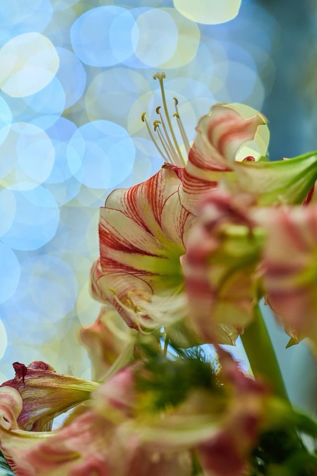 Blooming Marvels: A Collection of Stunning Flowers