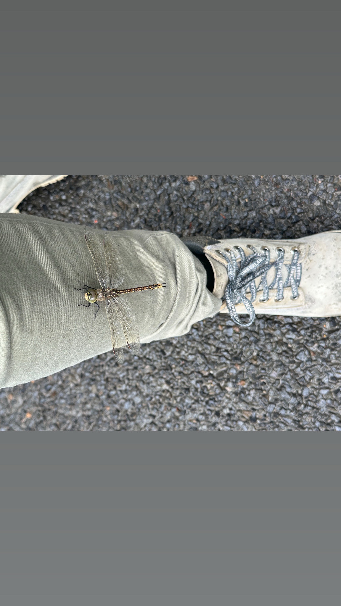 Meet the Enigmatic Timberland Dragonfly