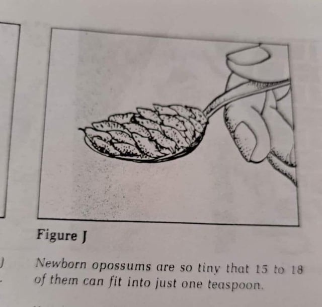 Understanding US Measurements: A Quick Guide