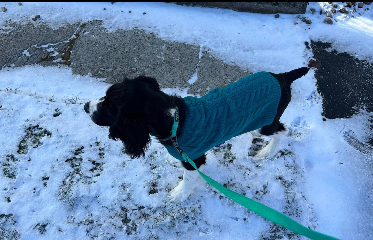 Charming Snow Girl Captivating Hearts