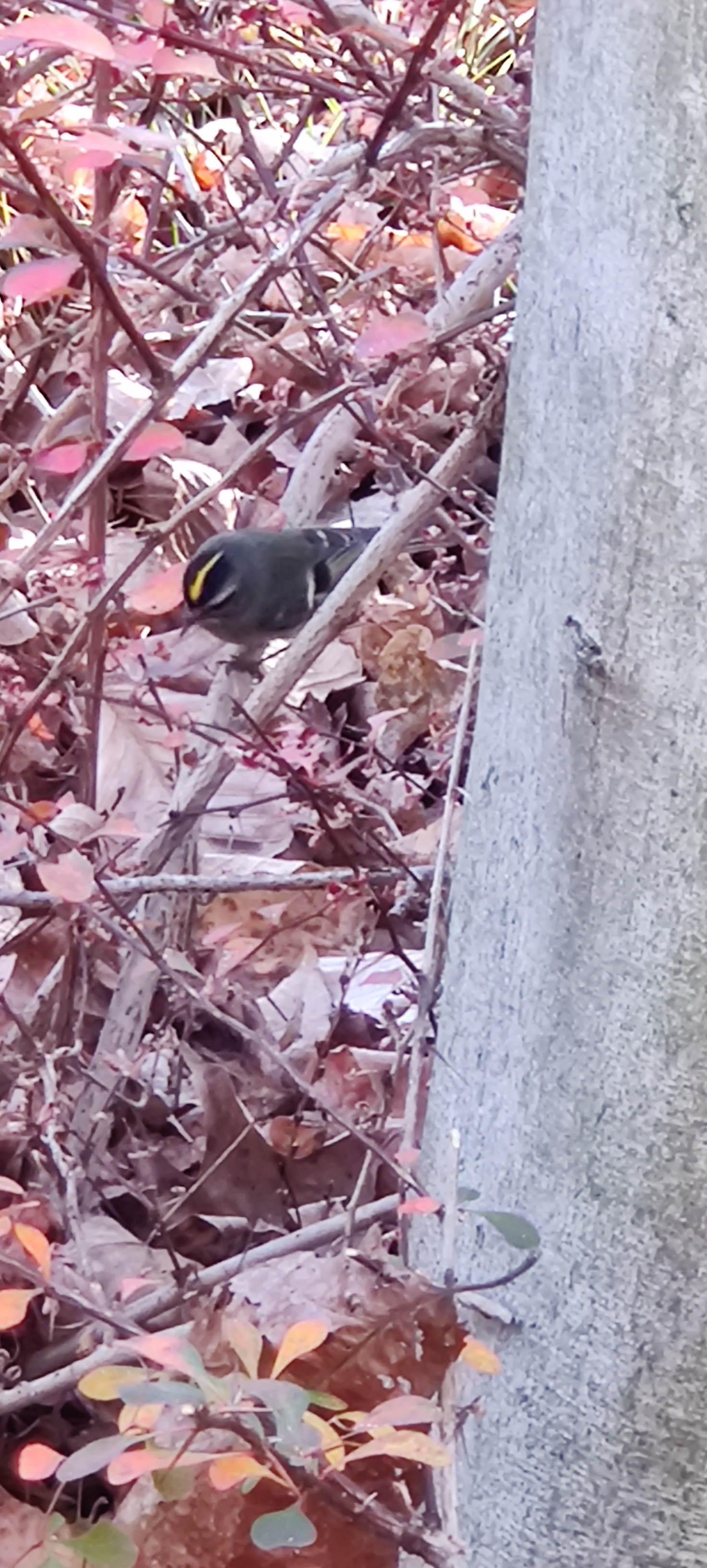 Spotting a Kinglet in the Watchung Mountains