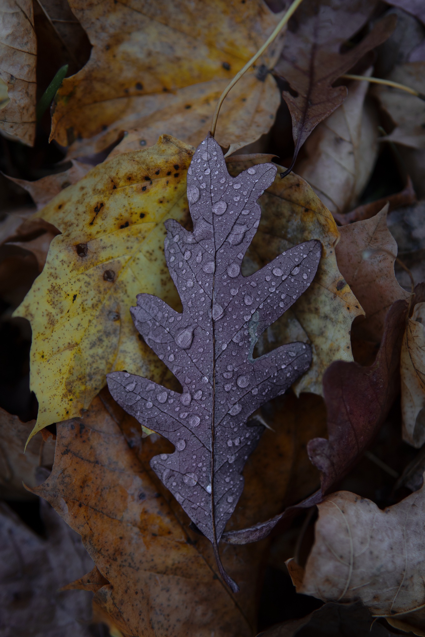 A Wet Leaf: Nature's Artwork