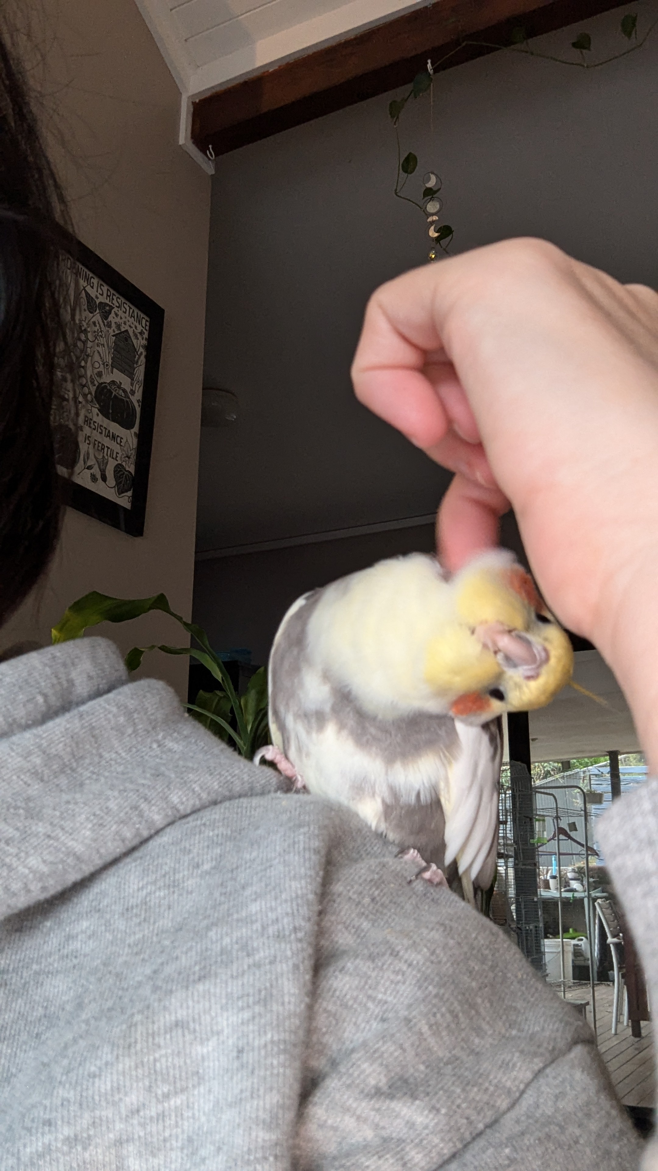 Meet His Royal Floofiness, Cockatiel Tux