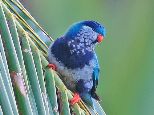 A Norwegian Blue Parrot Longing for Pine Cones