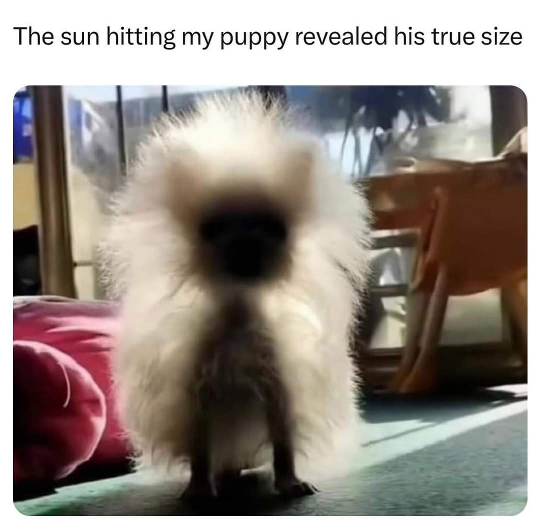 The Ultimate Floof Experience