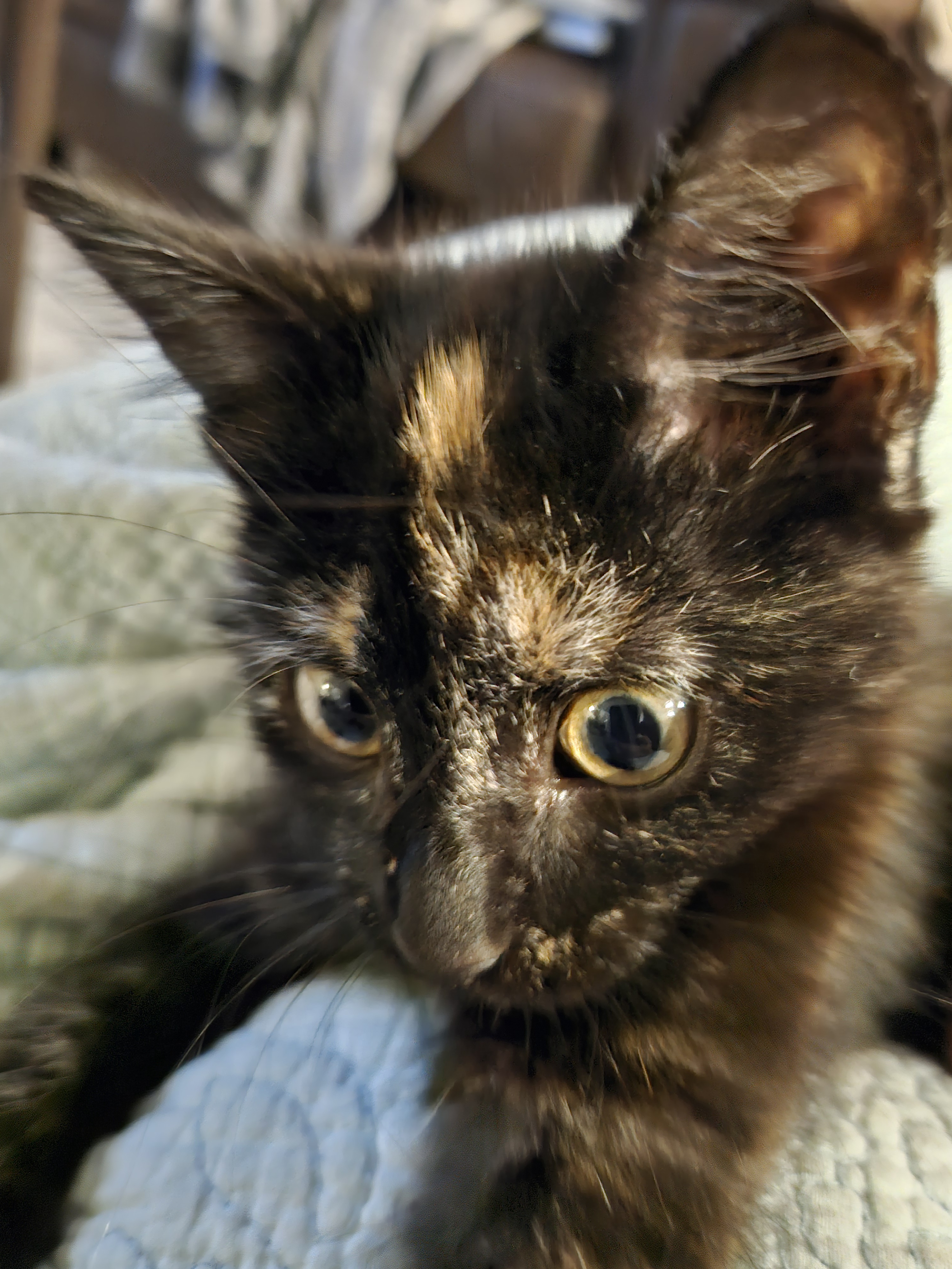 Introducing Chani: Meet the Newest Star