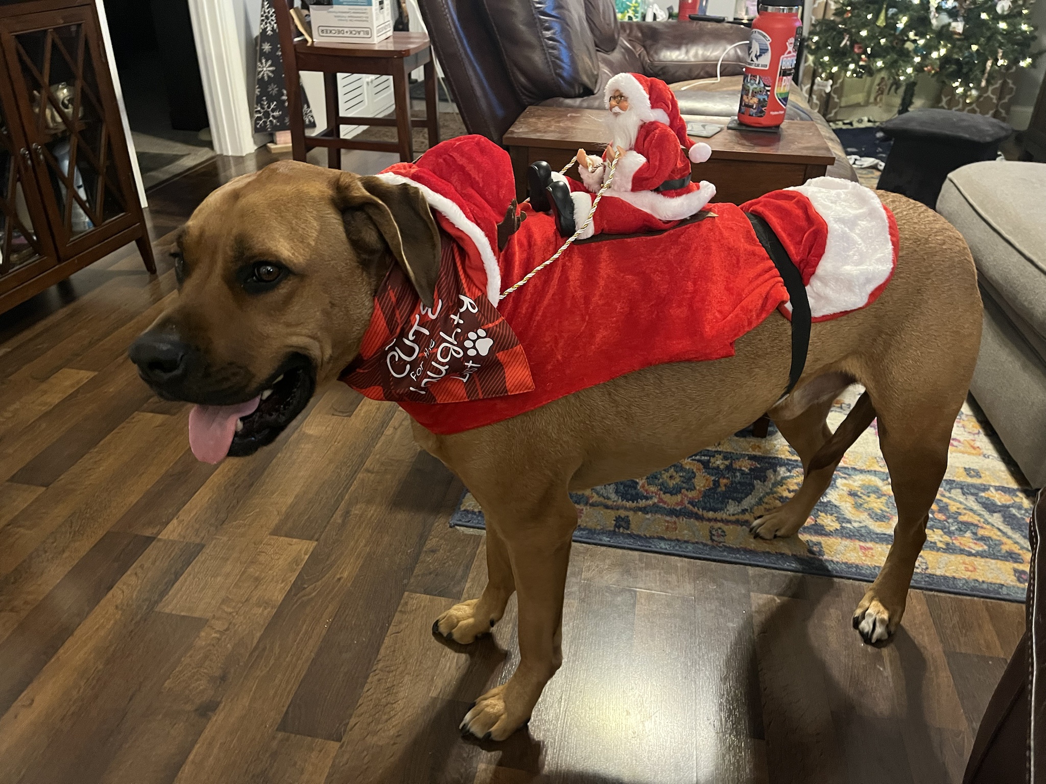 Meet Santa's Adorable Backup Pup-deer!
