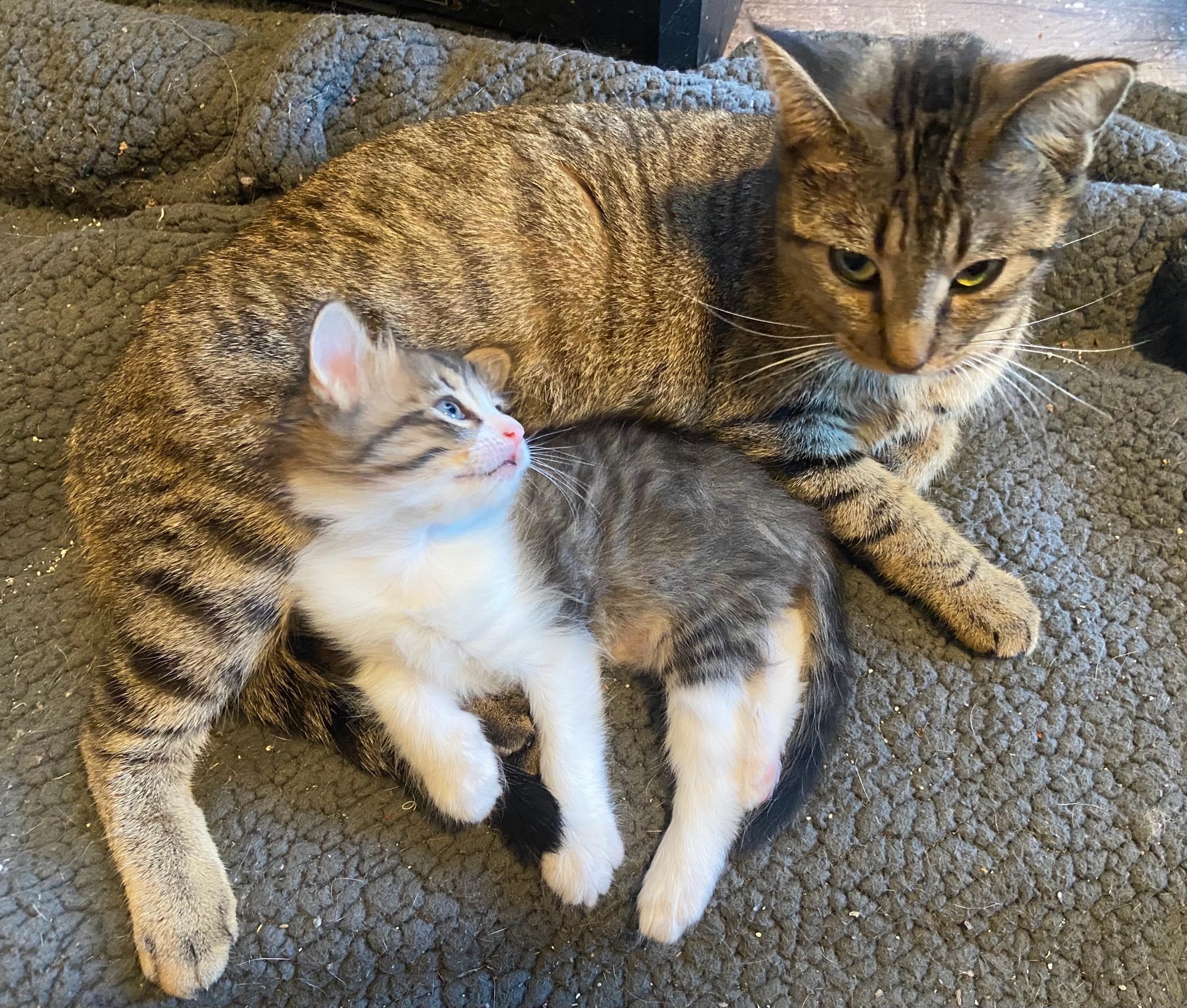 Just too cute to handle