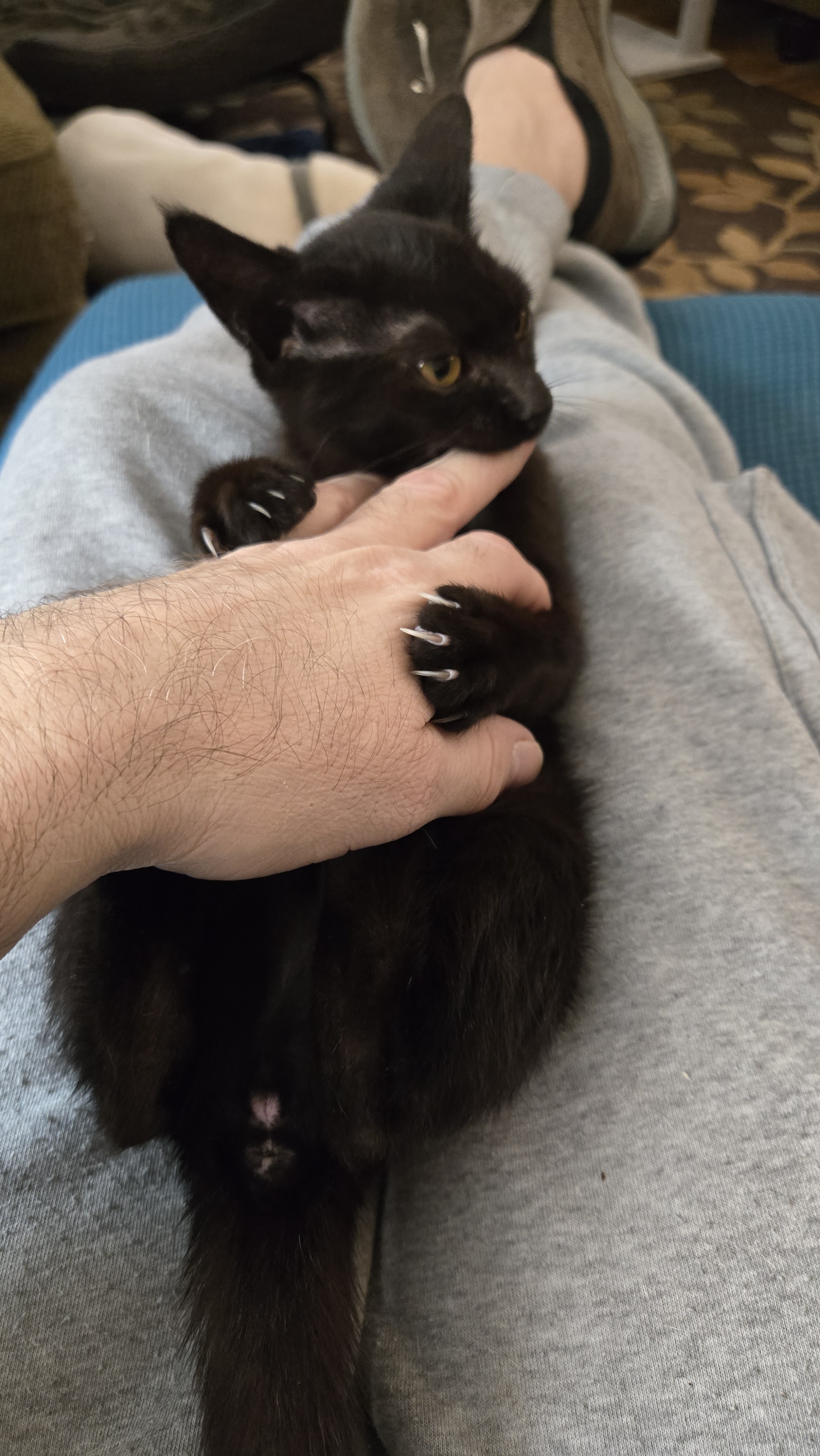 The Perfect Sunday Morning: Cuddling with a Kitten
