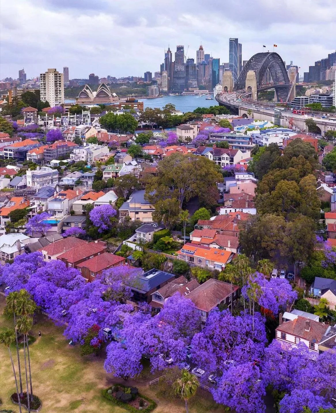 Sydney's Blossoming Beauty: A Floral Delight
