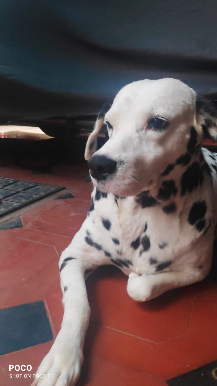 Meet my adorable pup, BRAVO!