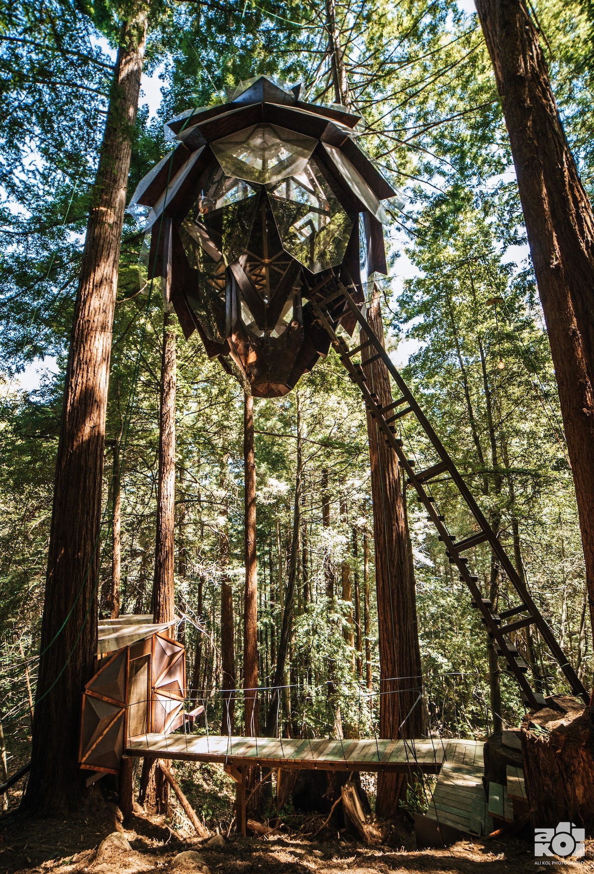 Is this a pinecone treehouse?
