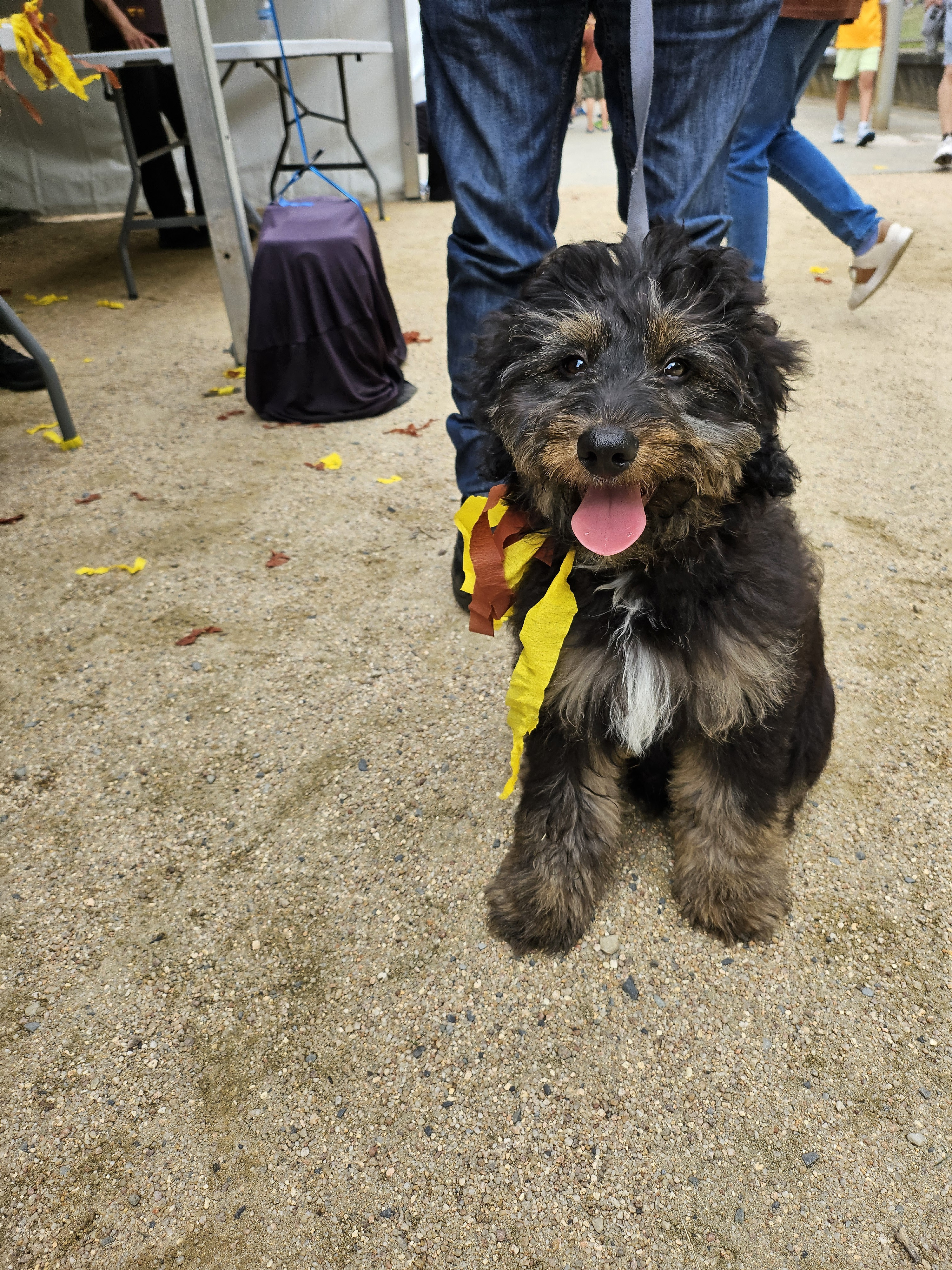 Jasper's Adventures at Waverley Park