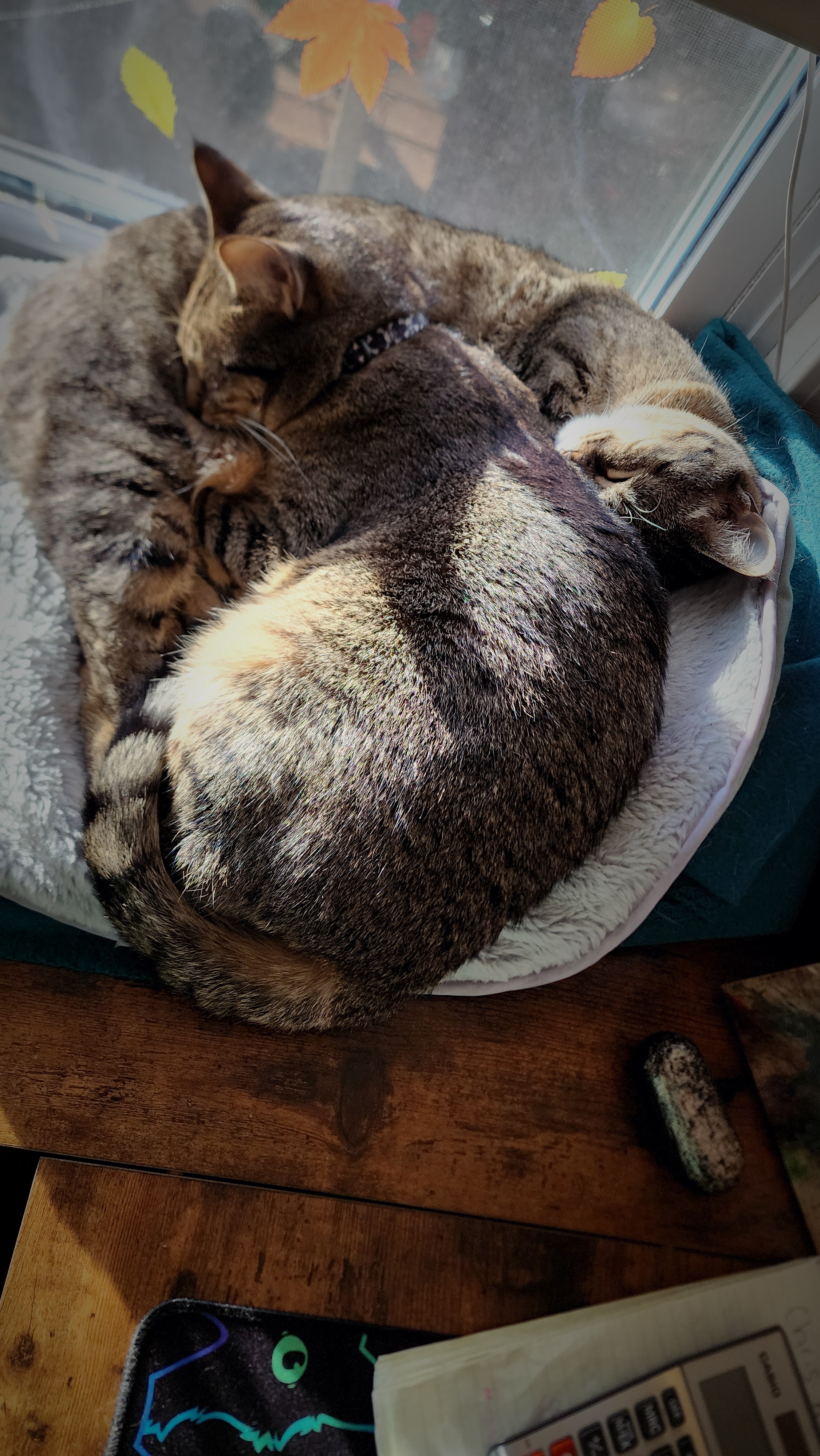 Adorable Floofterrors: Sweetness Overload