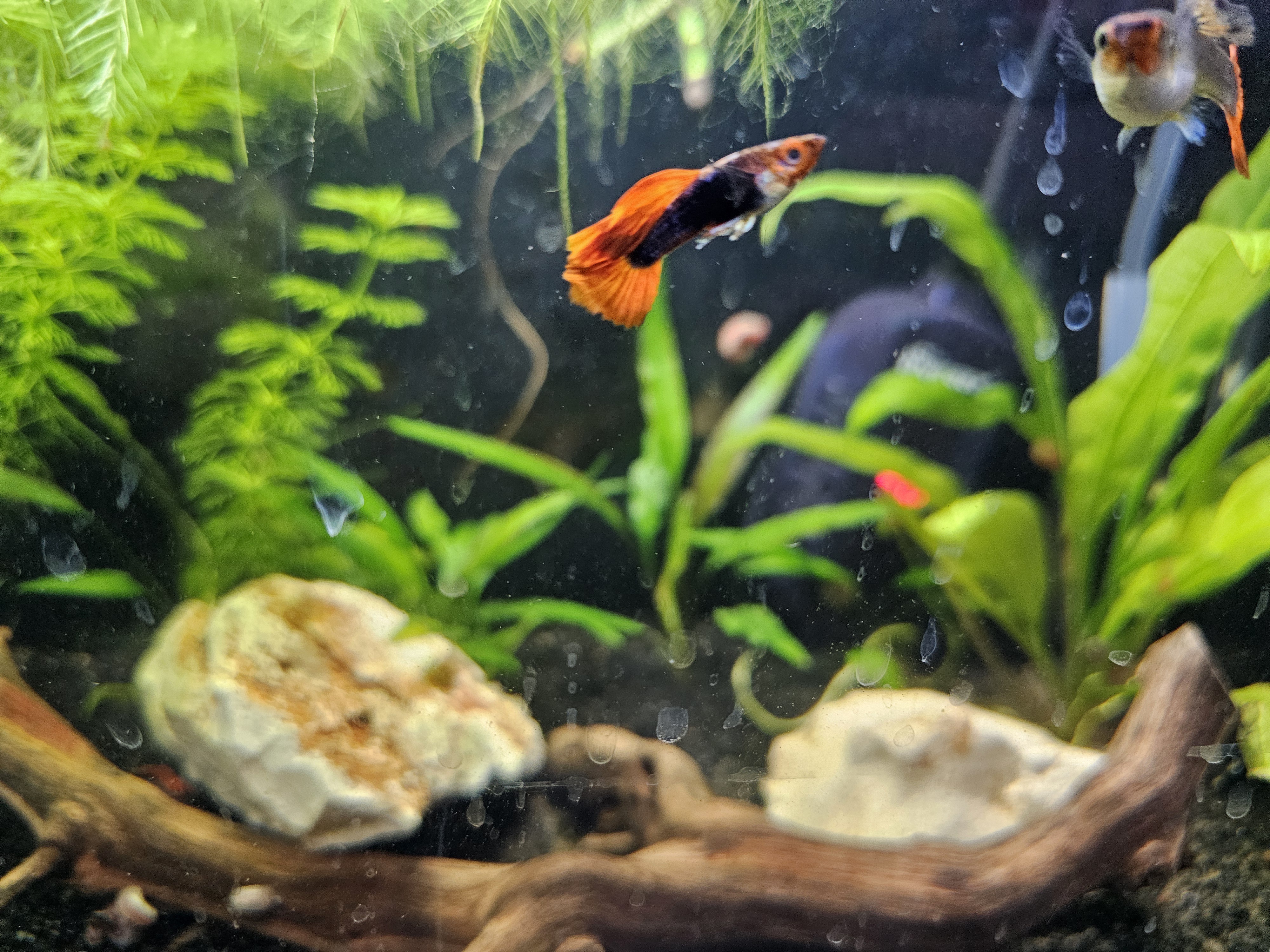 Meet the Breeding Trio of Tuxedo Koi